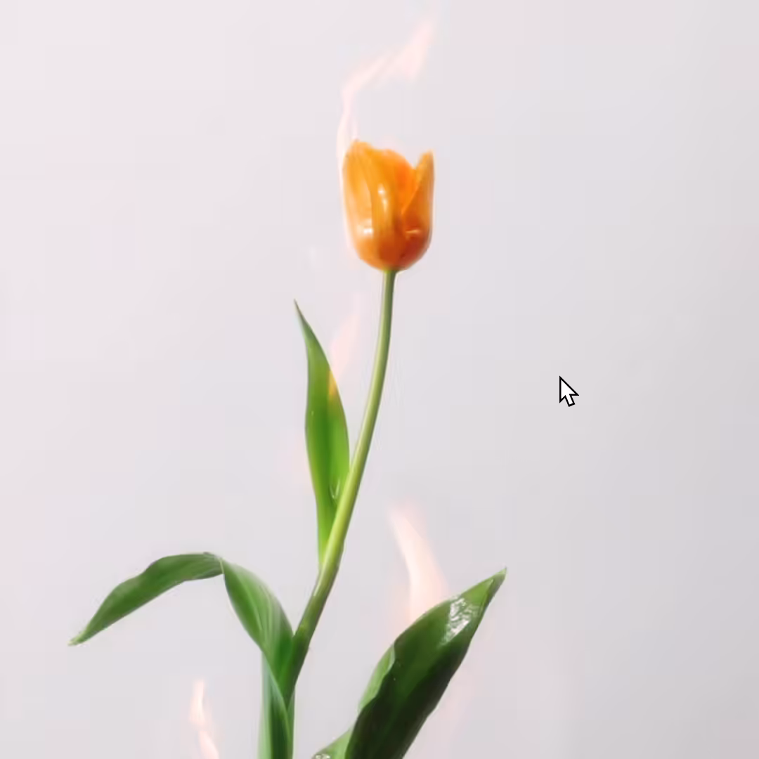 Burning Tulip