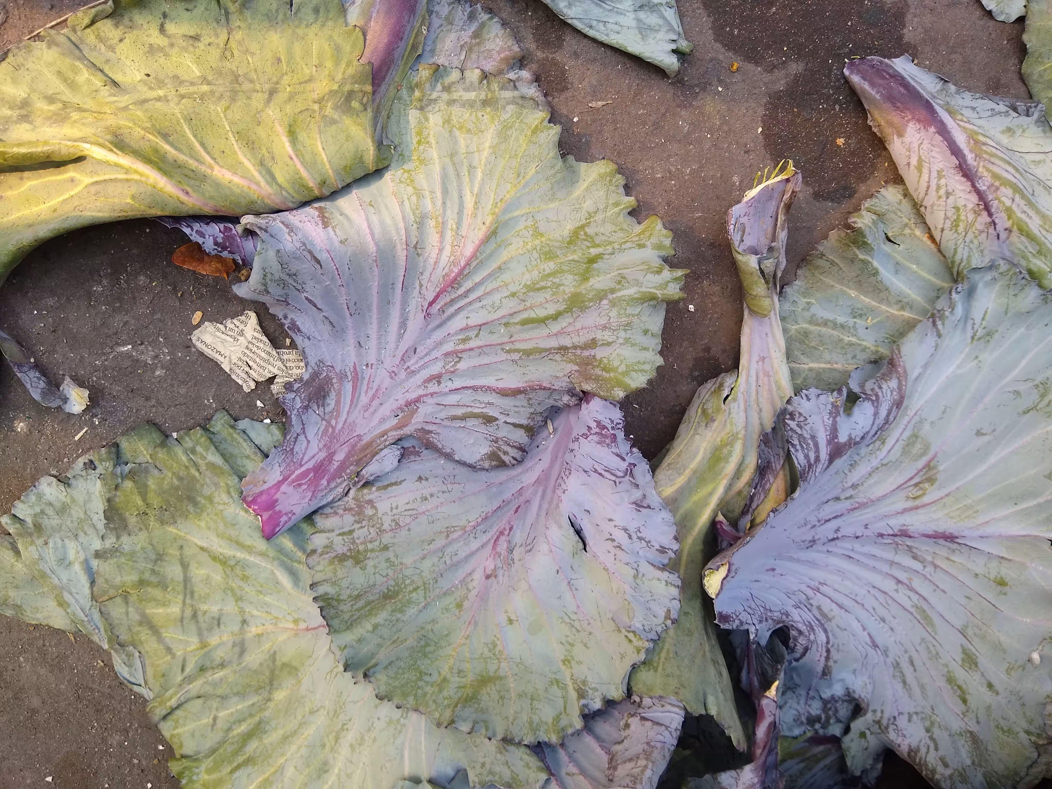 La leaf 
