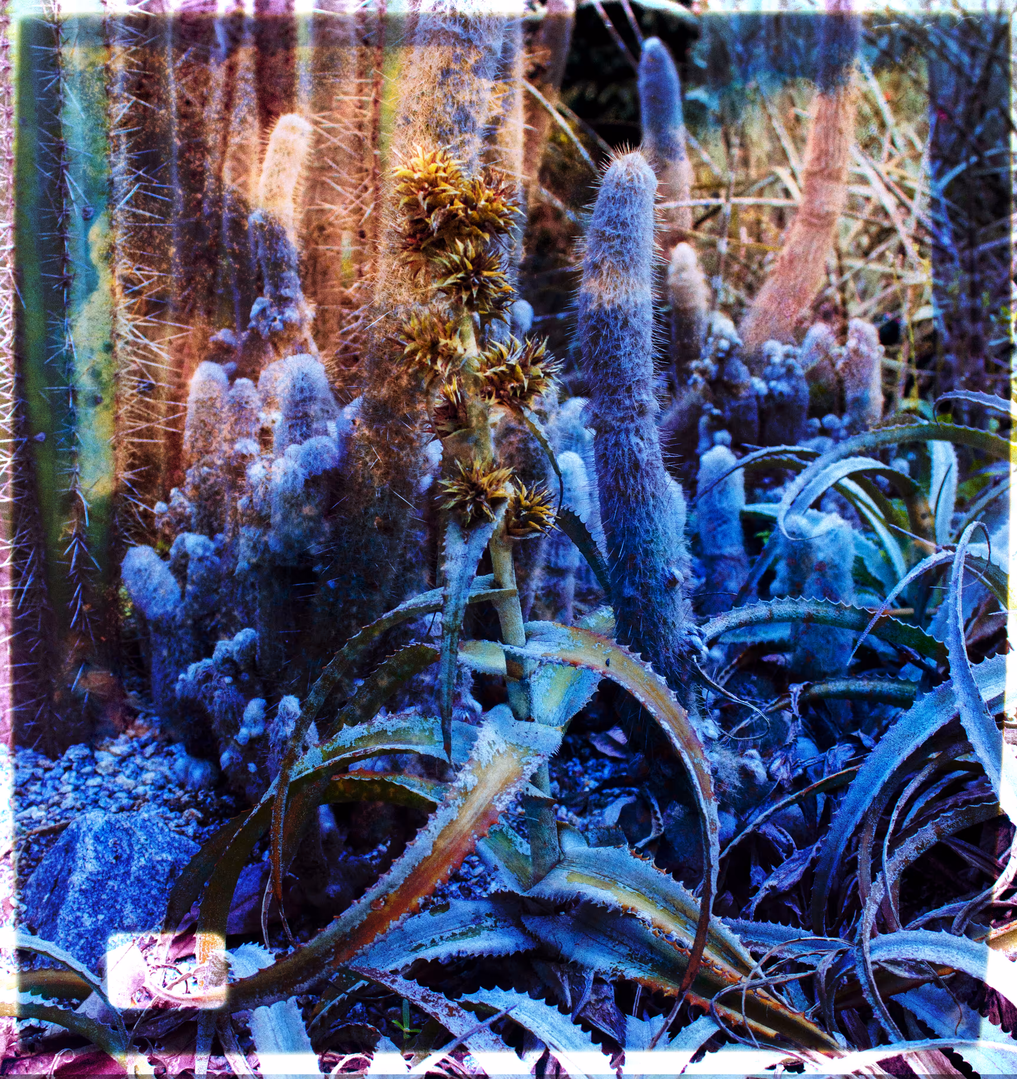Experiment in Cactaceaes