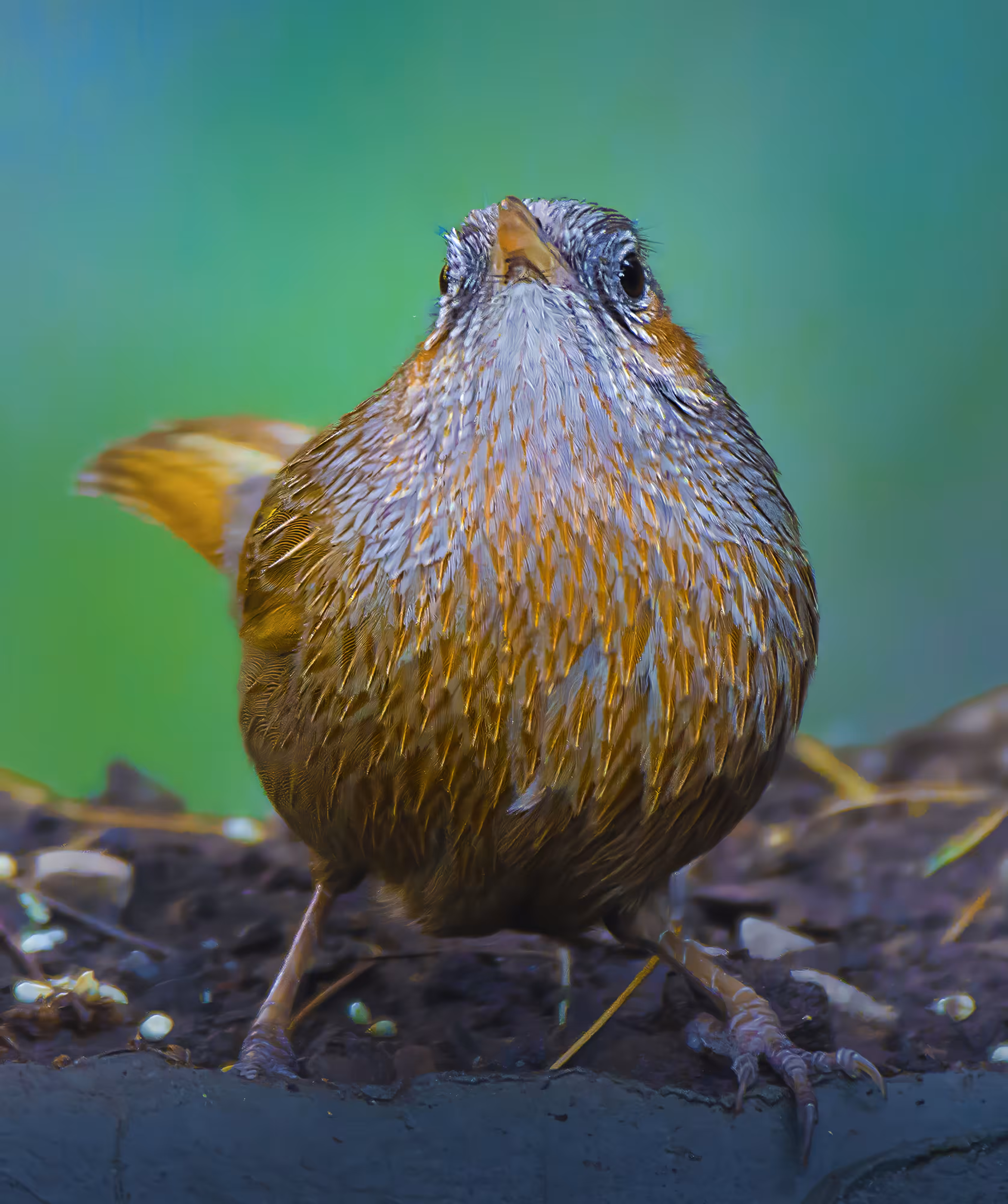 Streaked Laughingthrush