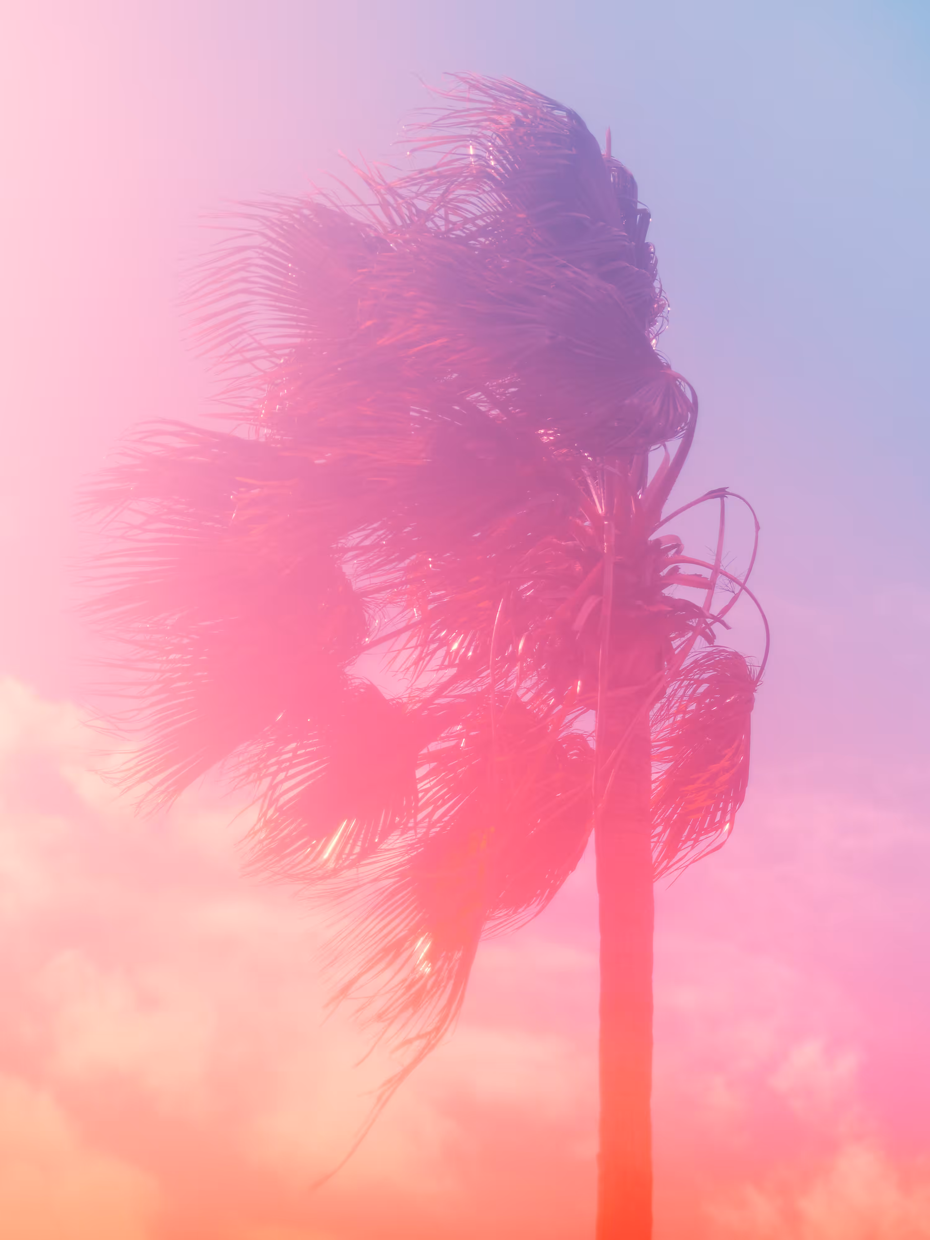 Palm #1