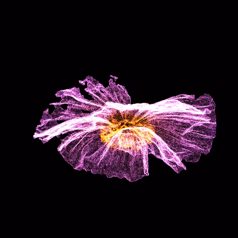 White Poppy 30 #251