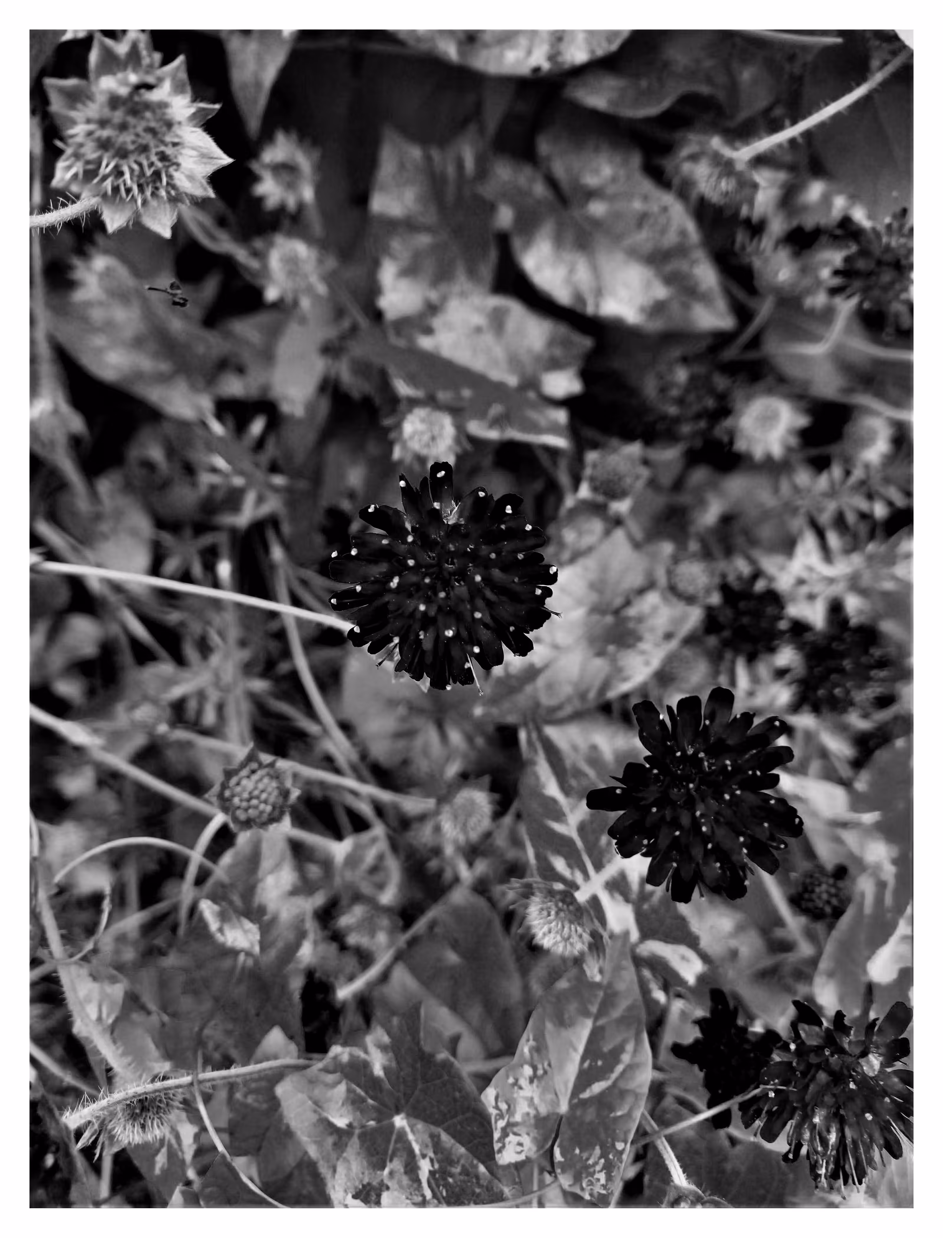 FLORA 3