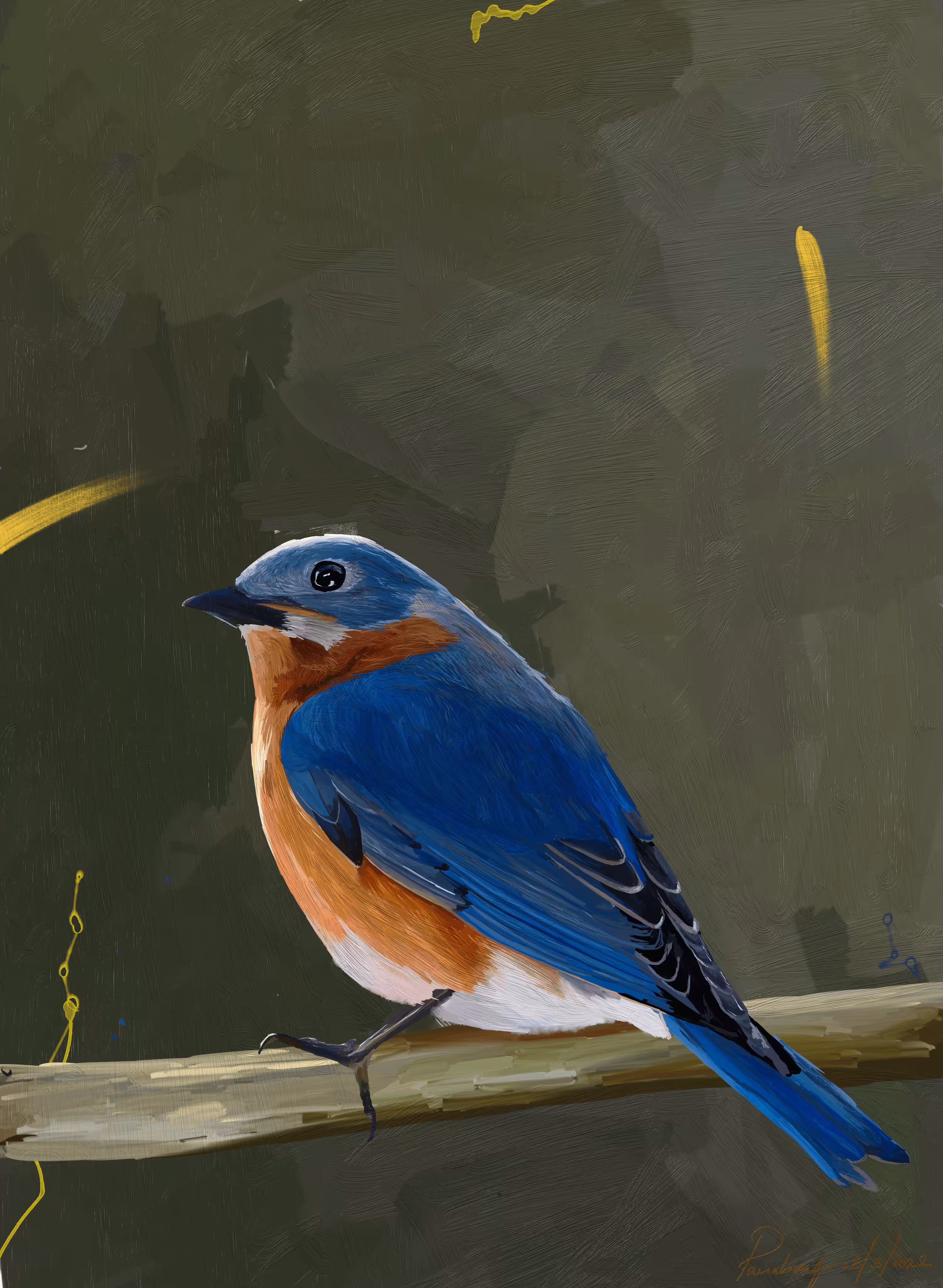 Mountain Bluebird