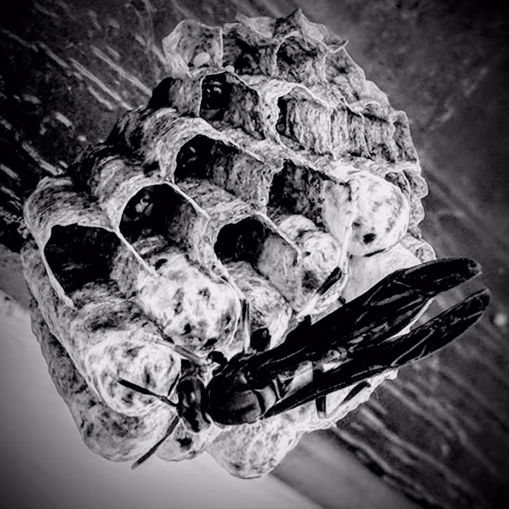 Transient 014