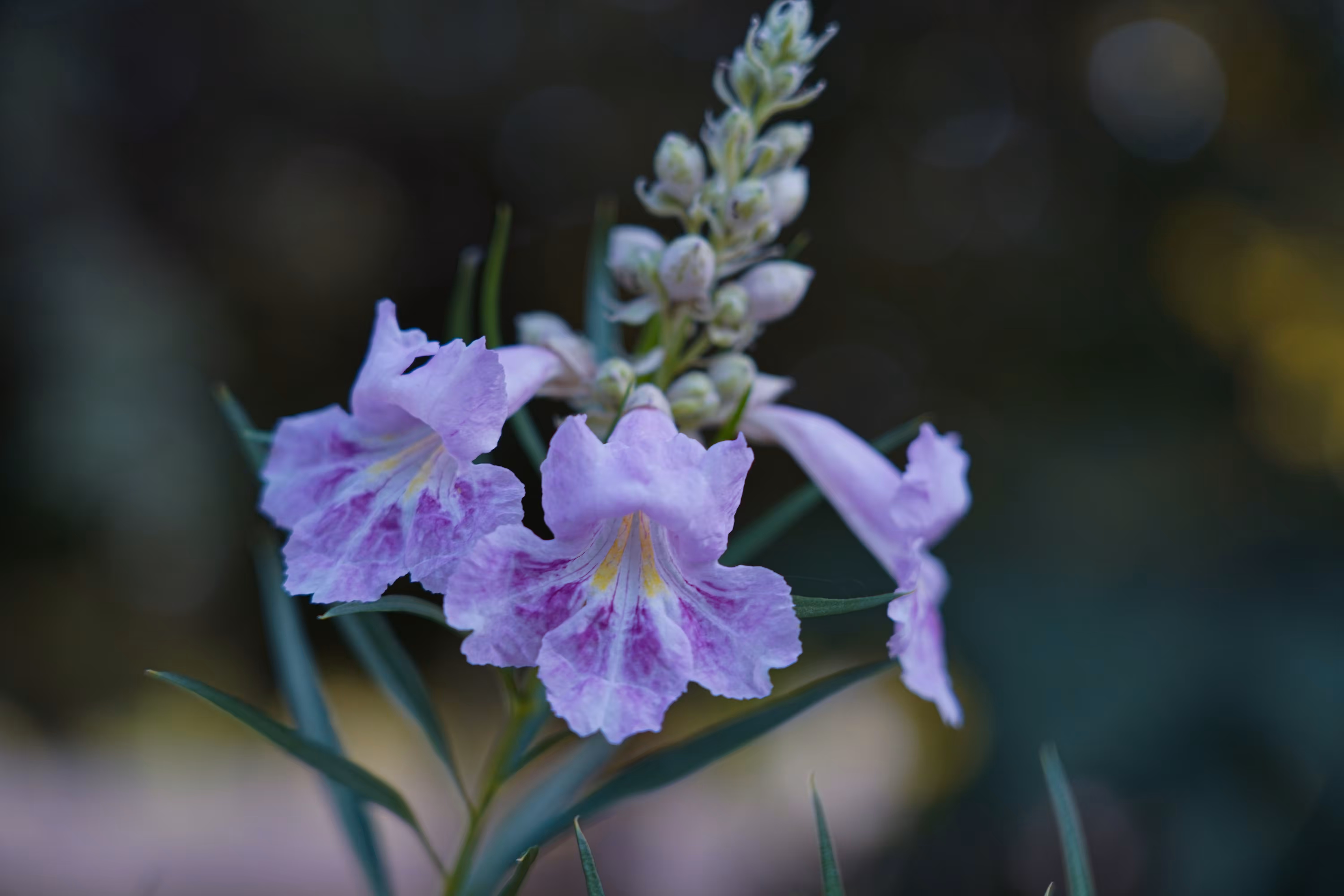 flowers: Suspended Calm