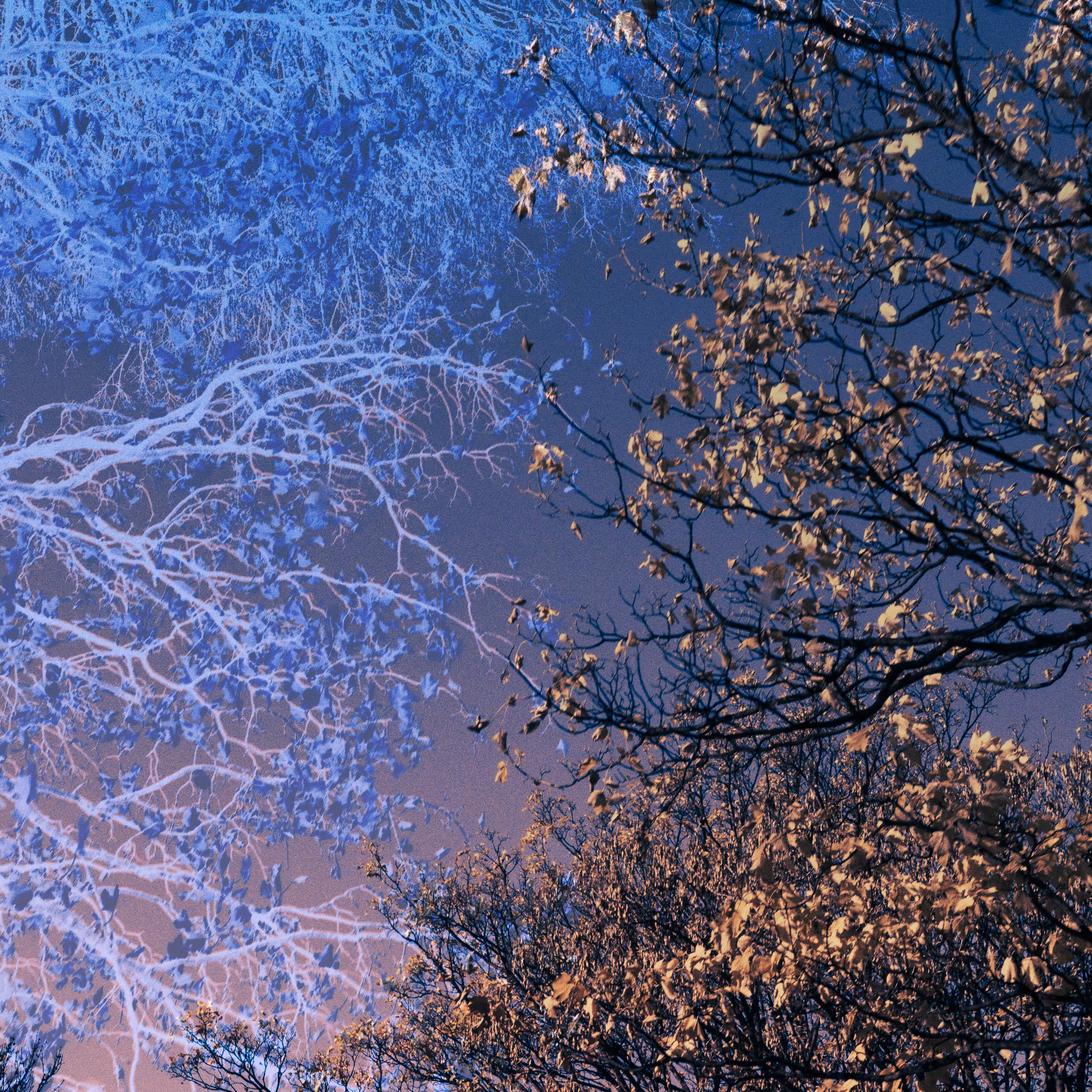 seasons