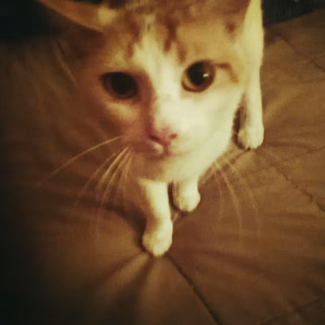 ButterScotch