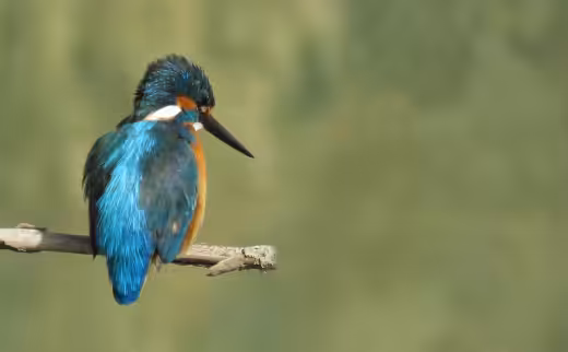 magic bird