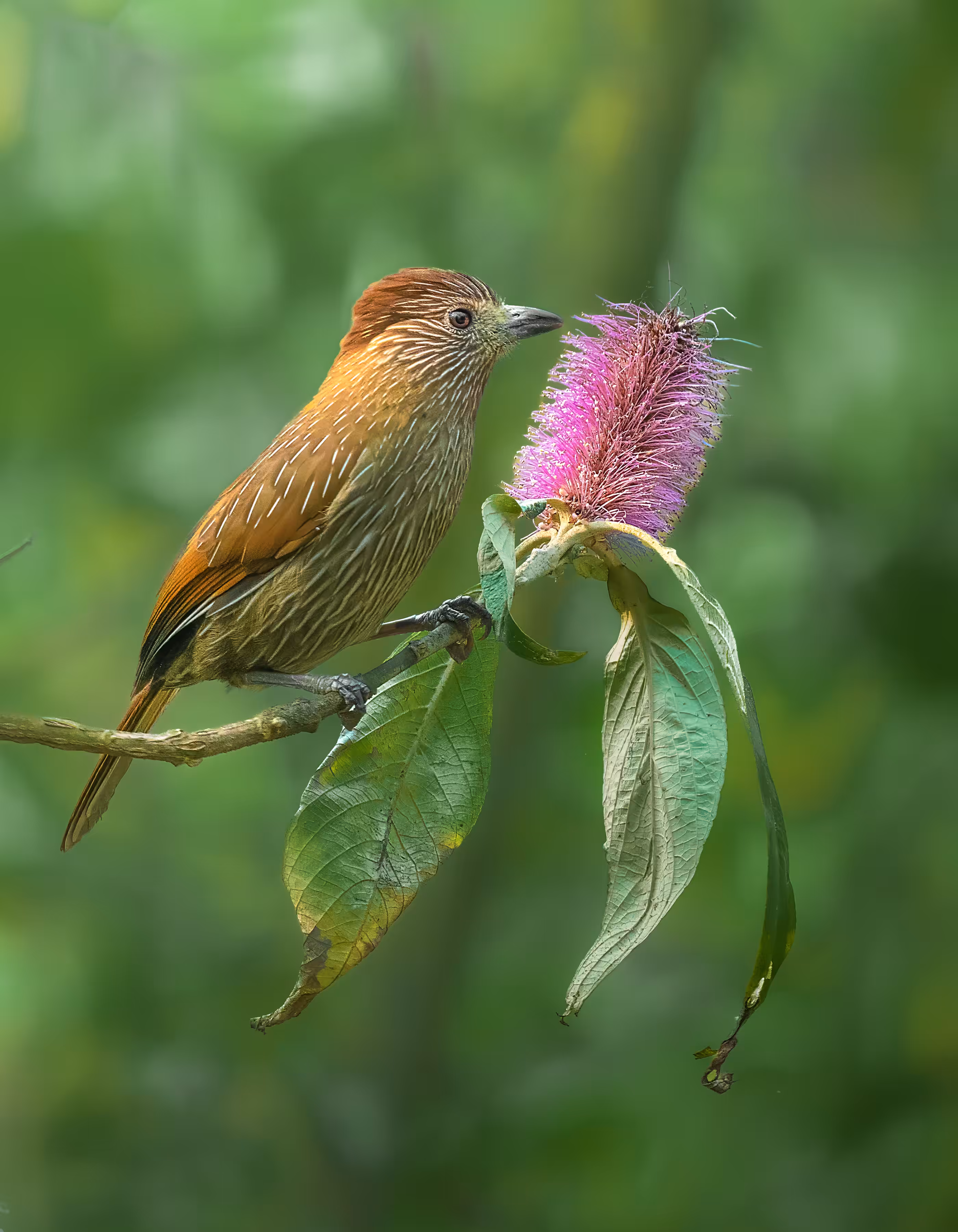 Striated Laughingthrush