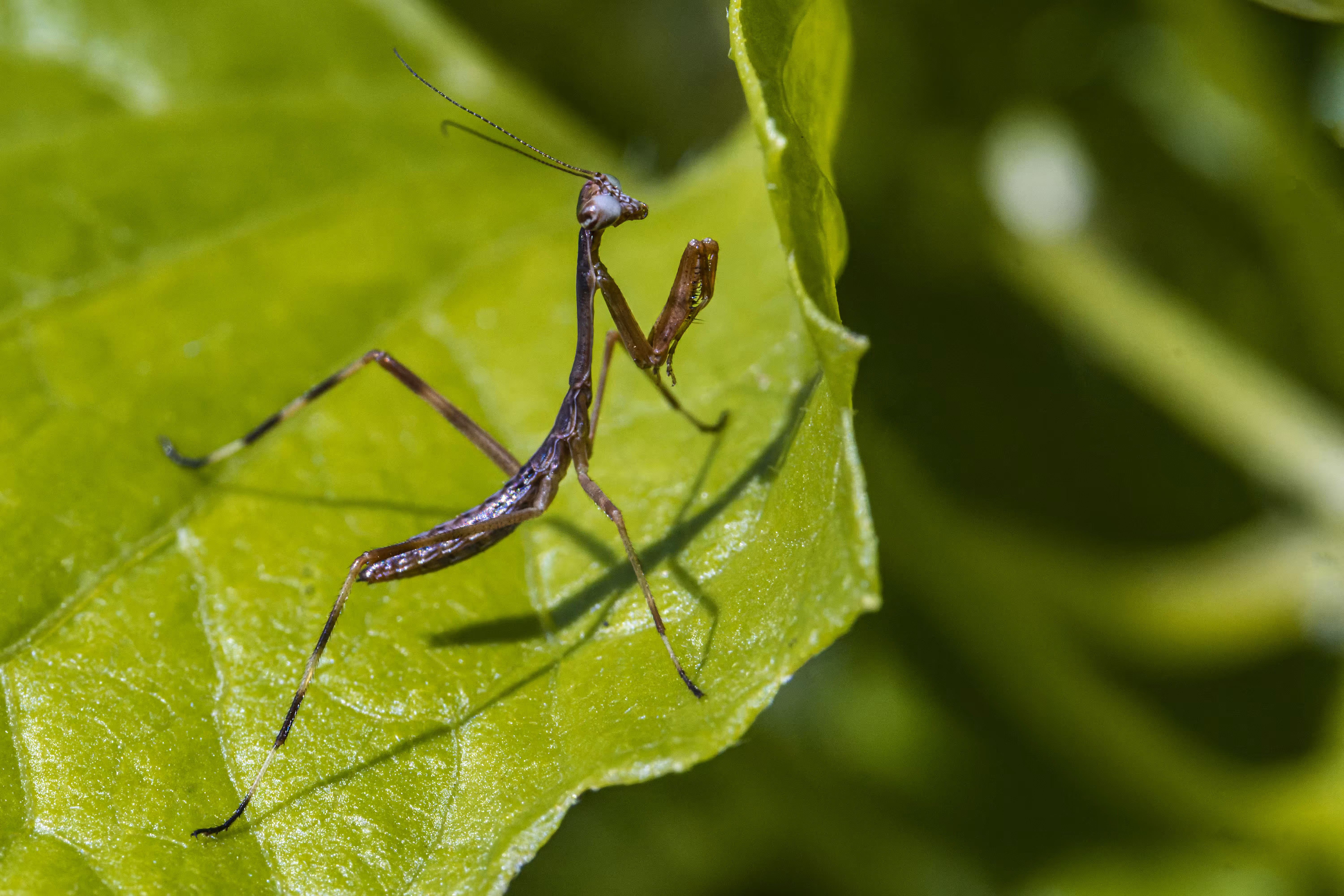 Mantis