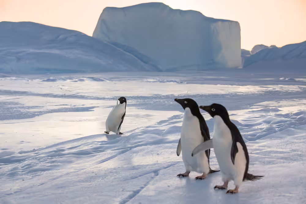 Slippy Penquin