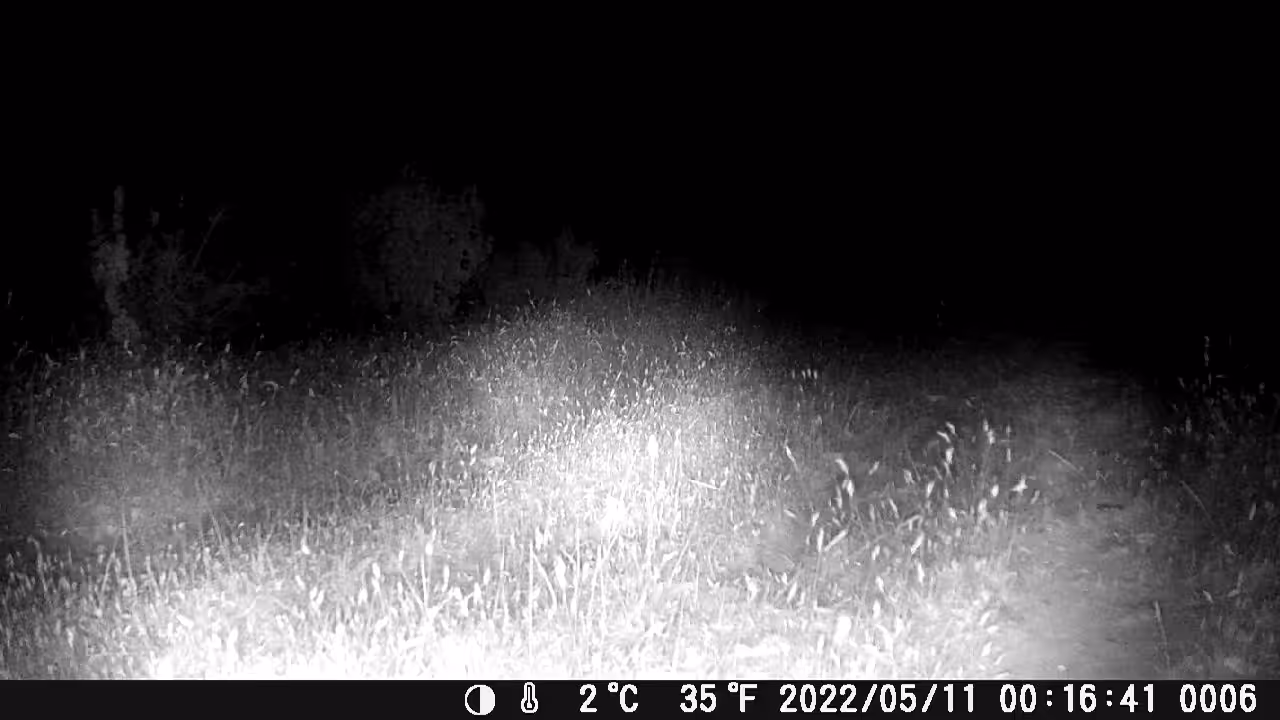 WILD BOAR