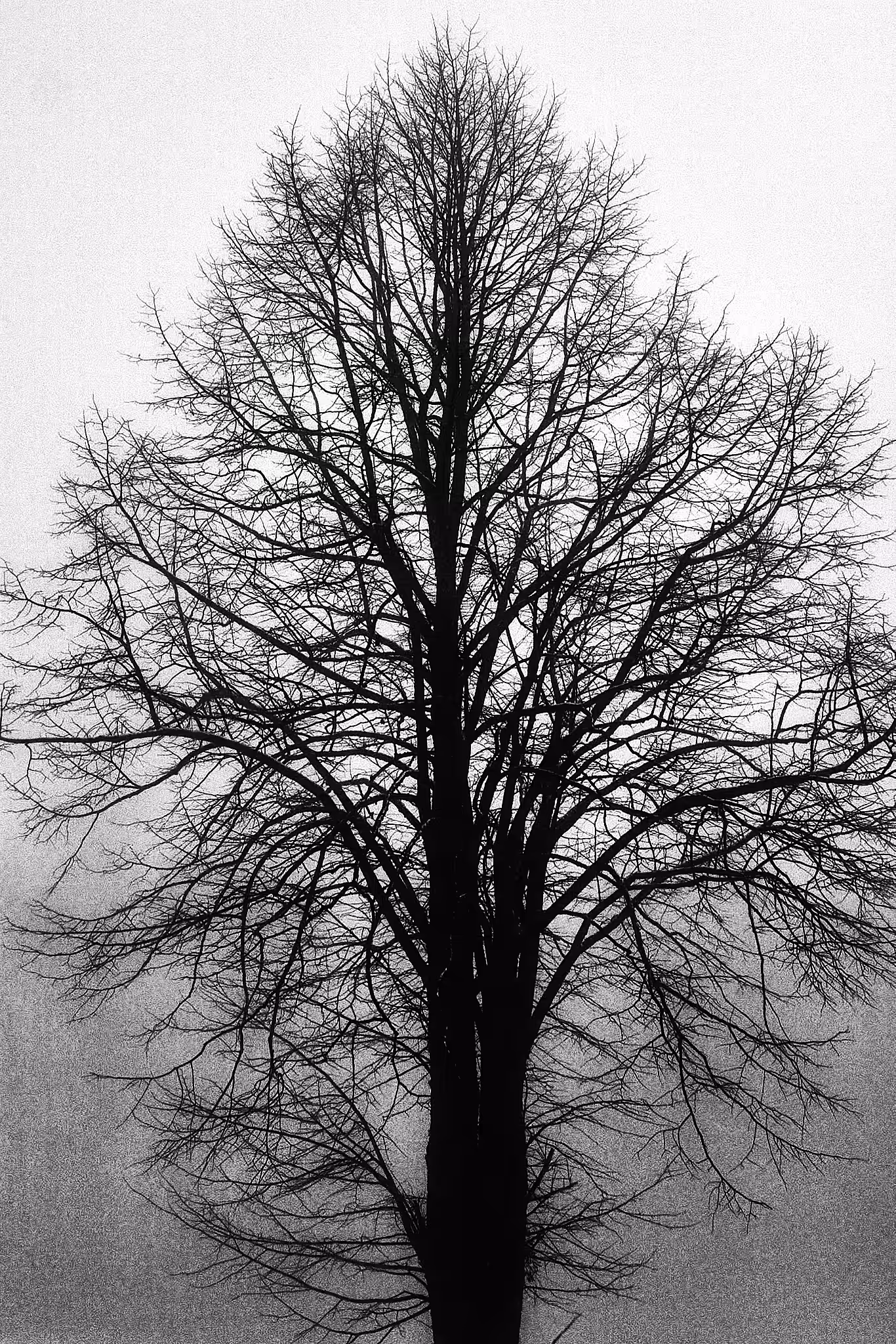 Freezing Tree