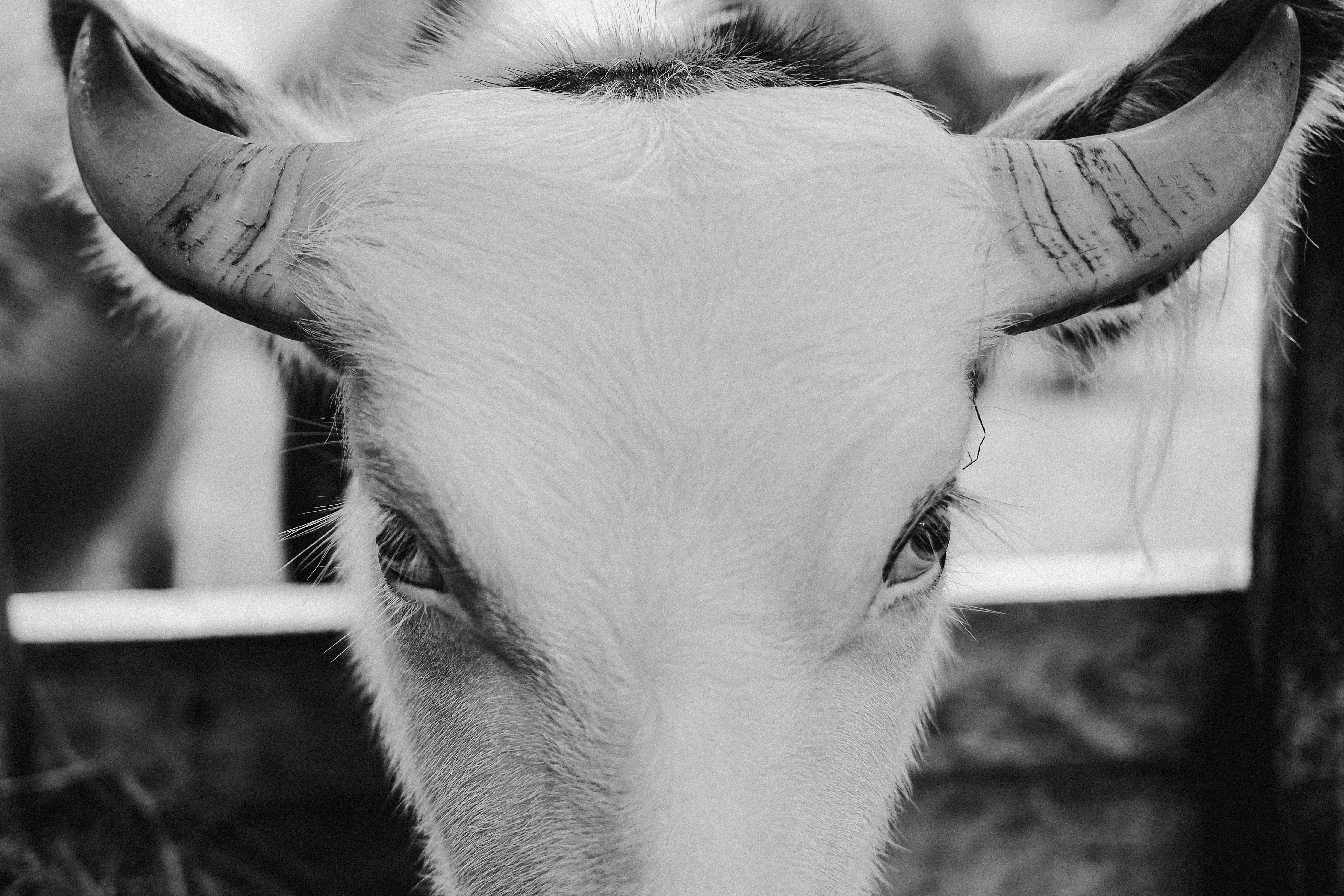 Buffalo