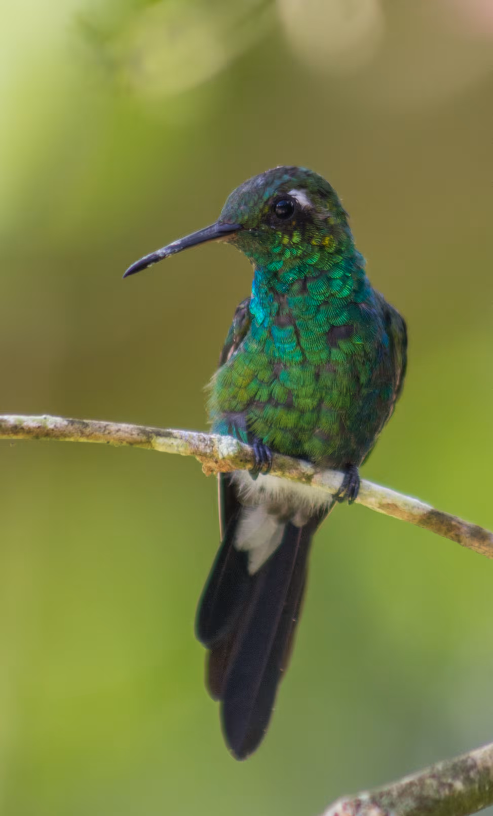 Chlorostilbon Ricordii