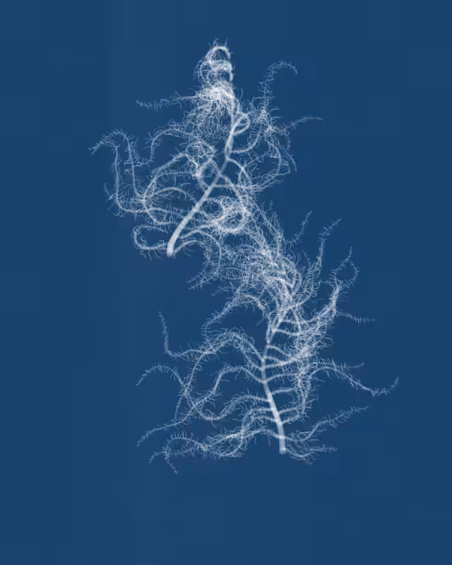 Cyanotypes #53