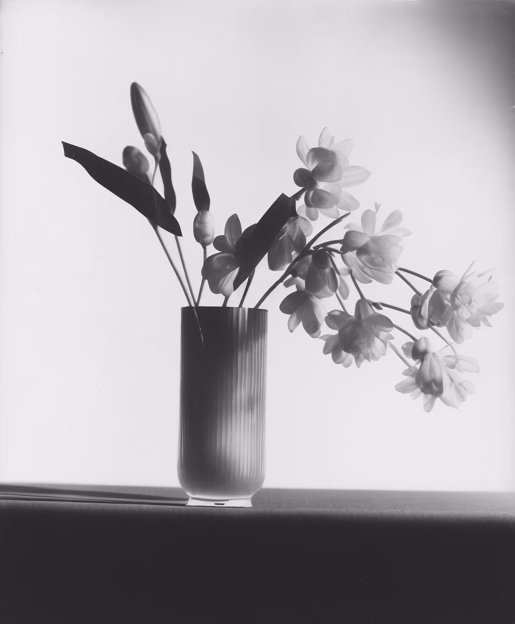Star Magnolia, Silver Gelatin Print (developing-out-process), 1985