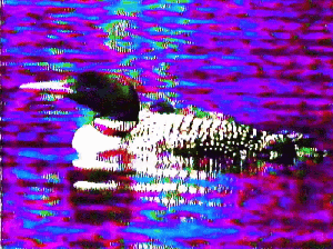 _SIX FACTS ABOUT LOONS_