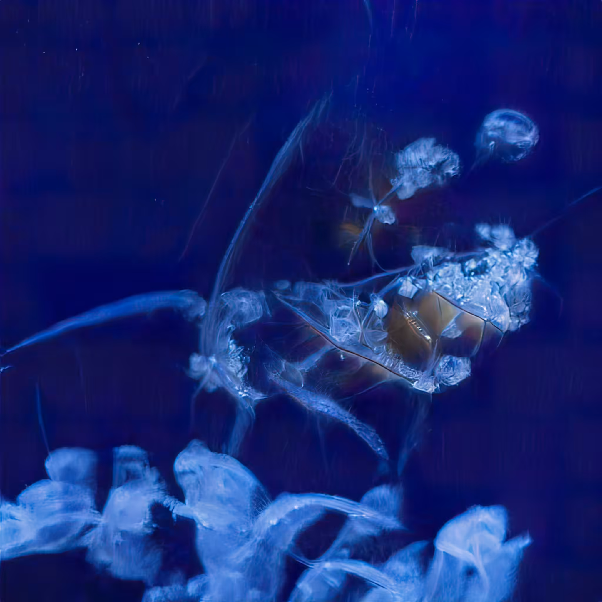Emergent Finale 00308
