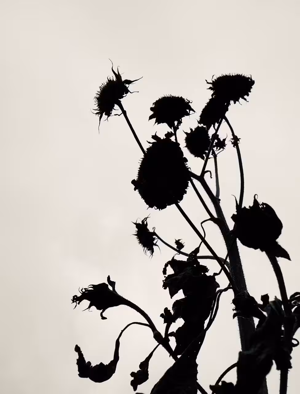Shape