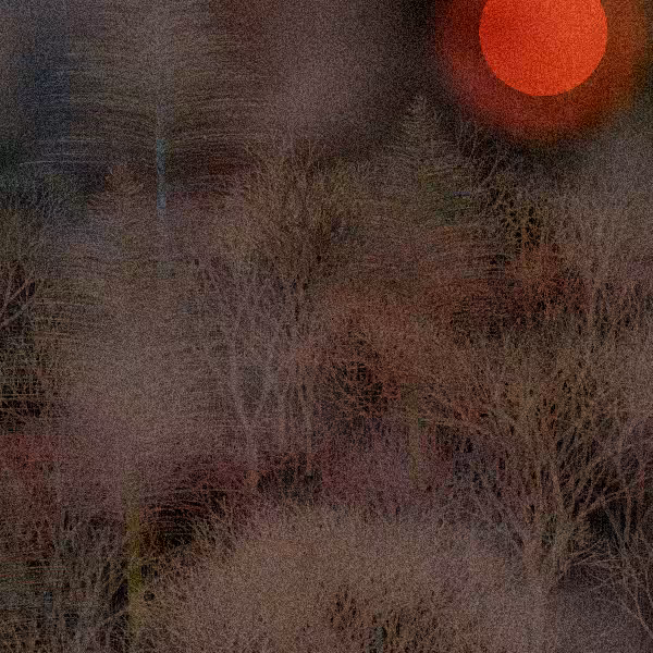 Moonlit Native Bush #31