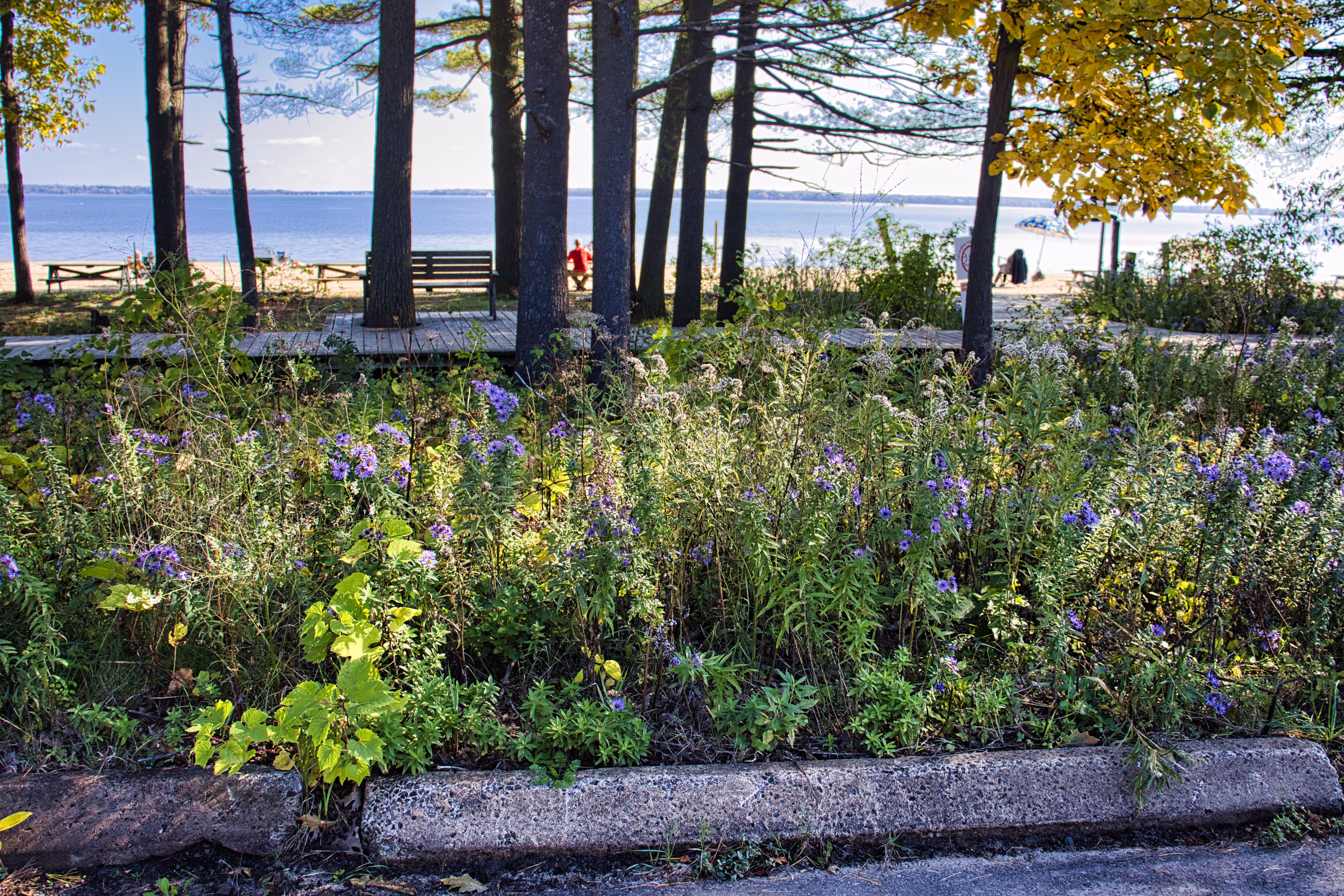 Beach Flowers