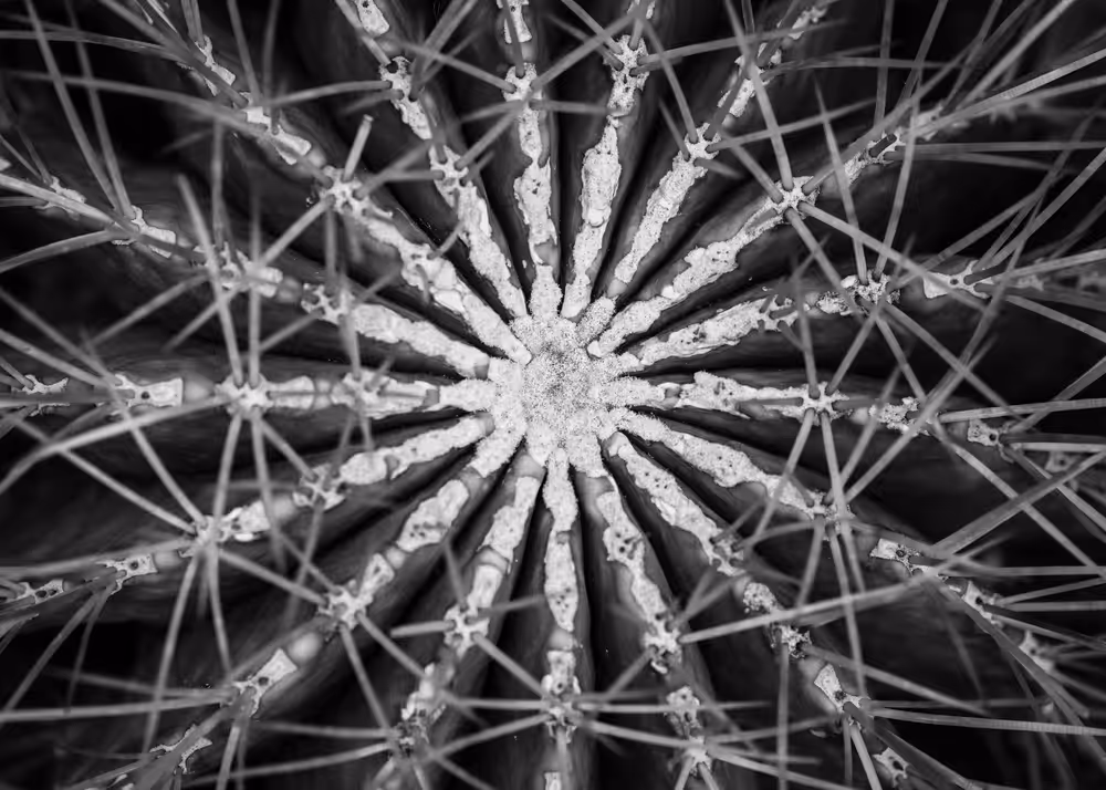 Symmetrical cactus