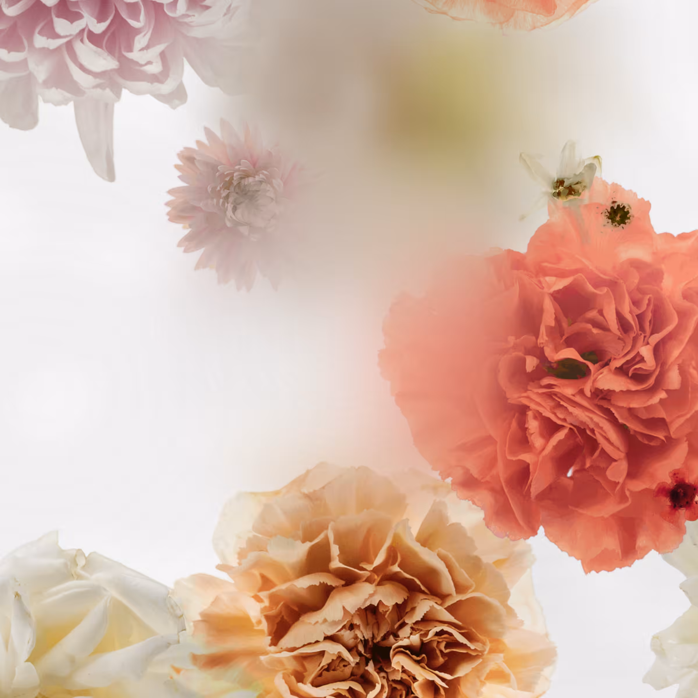 Broken Flowers #15