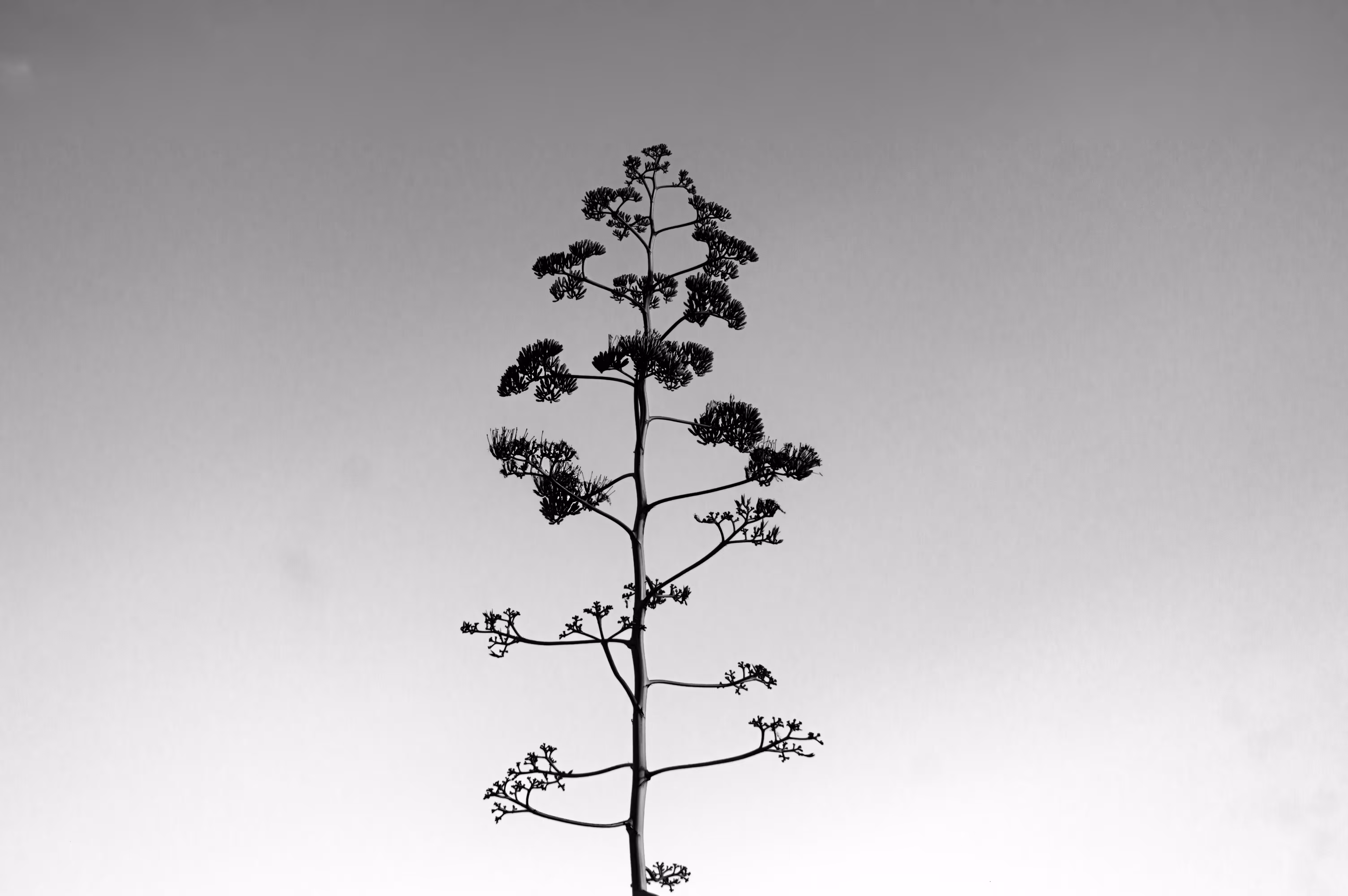 facing the sky