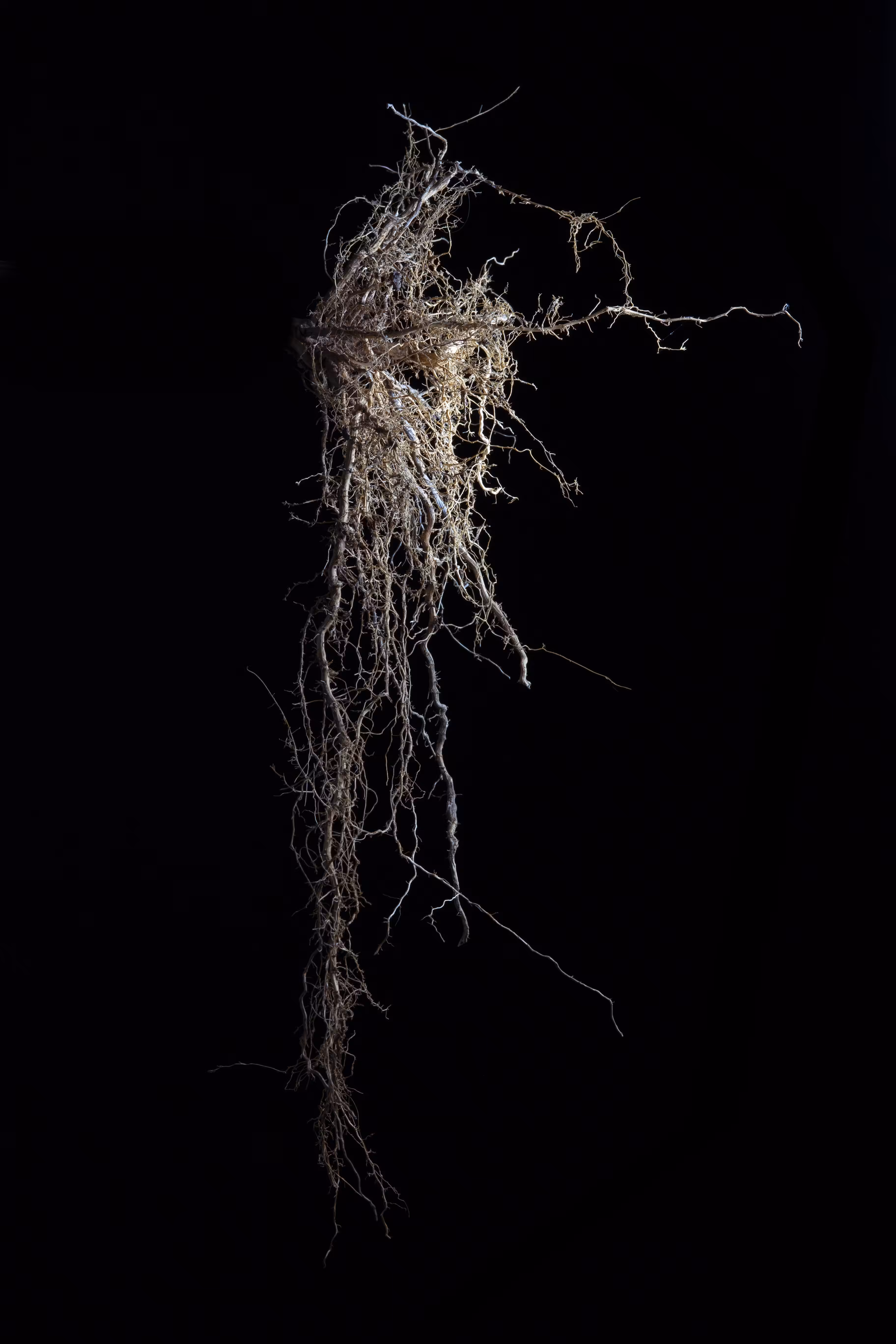 rhizome #11 