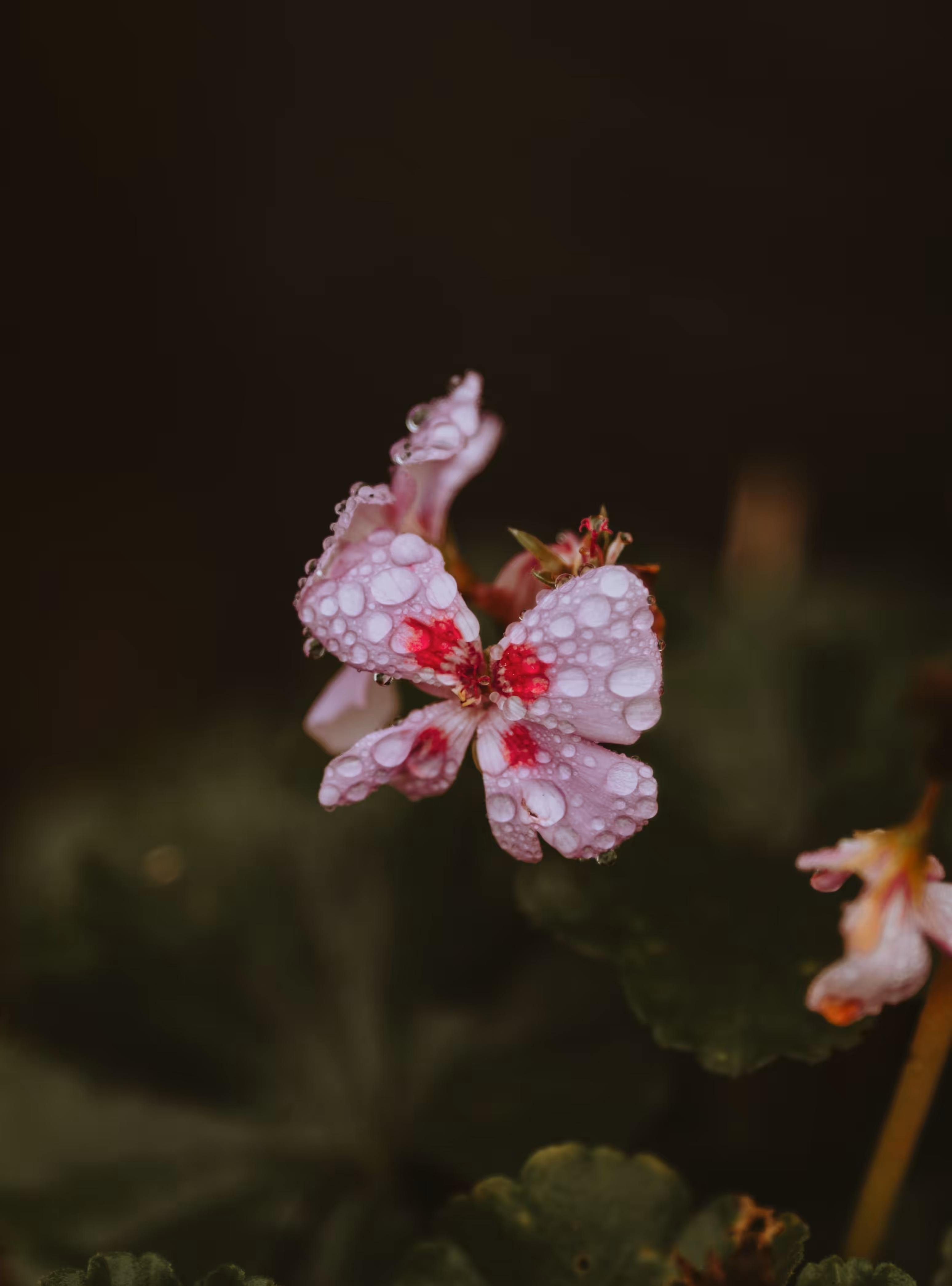 Flowers in the rain