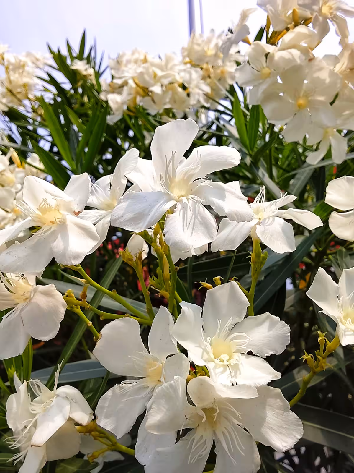 "beautiful flowers"