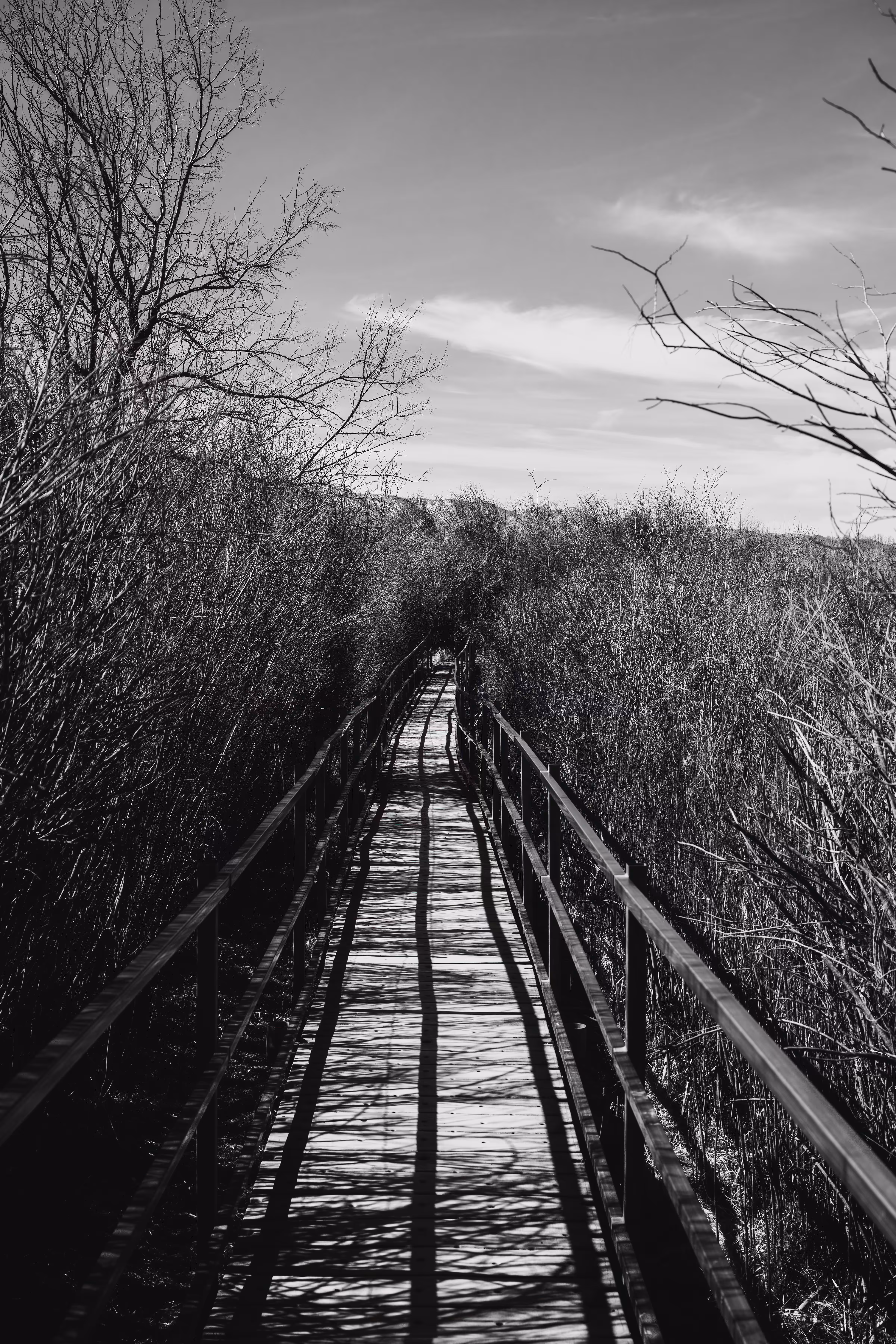 Boardwalk