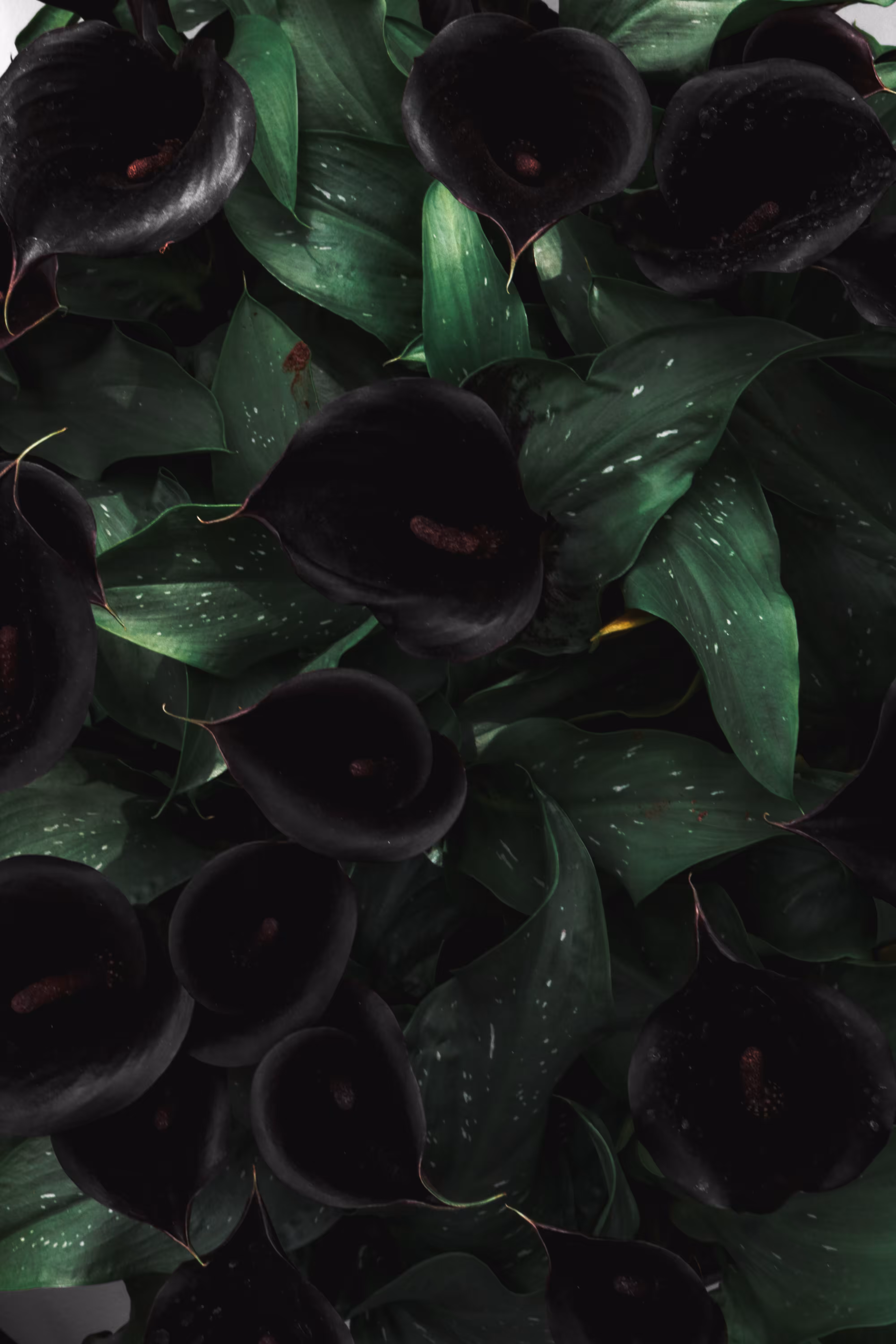 Mystery Flowers "Black"