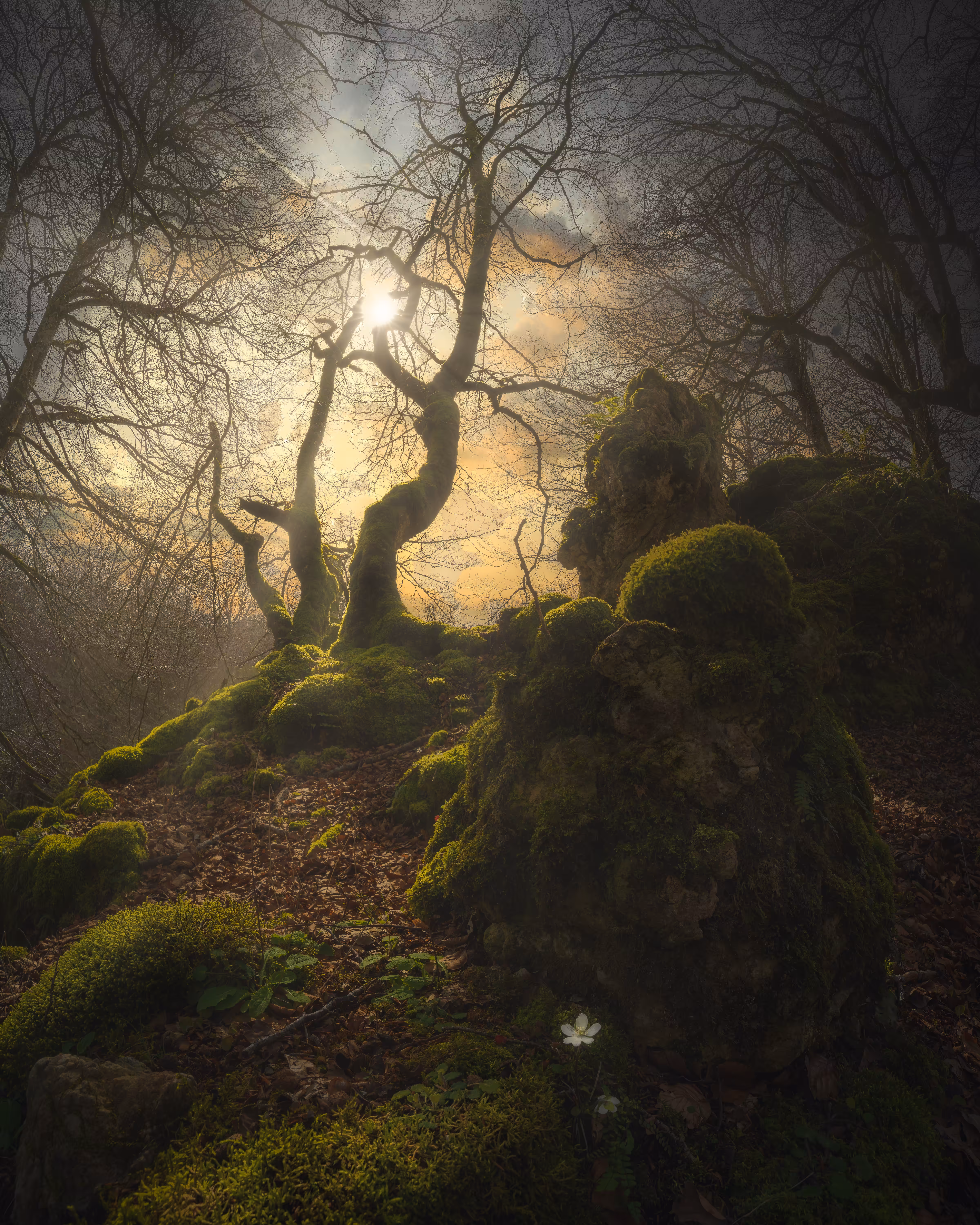 Enchanted forest