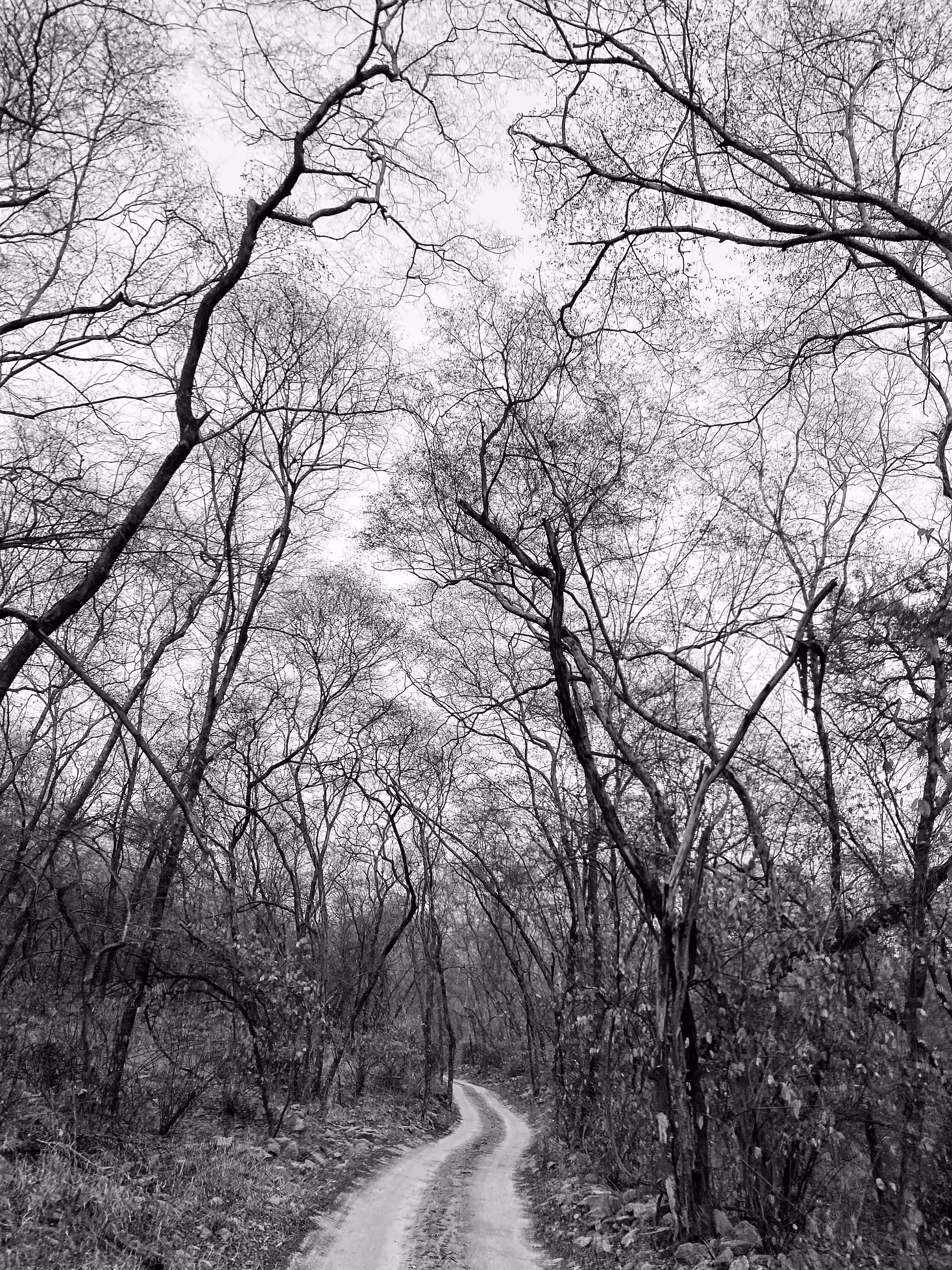 Black Forest