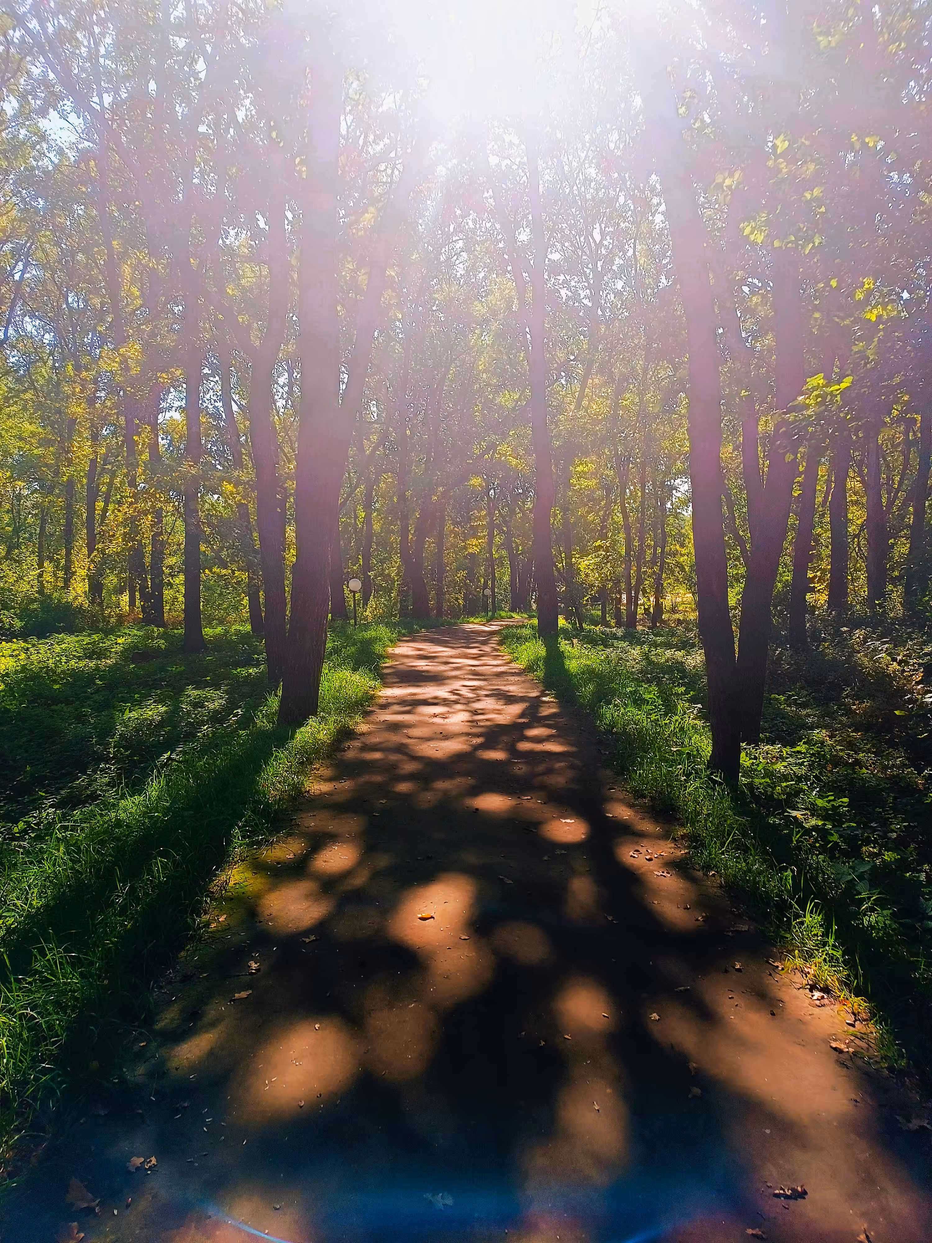 In the shade of the trees