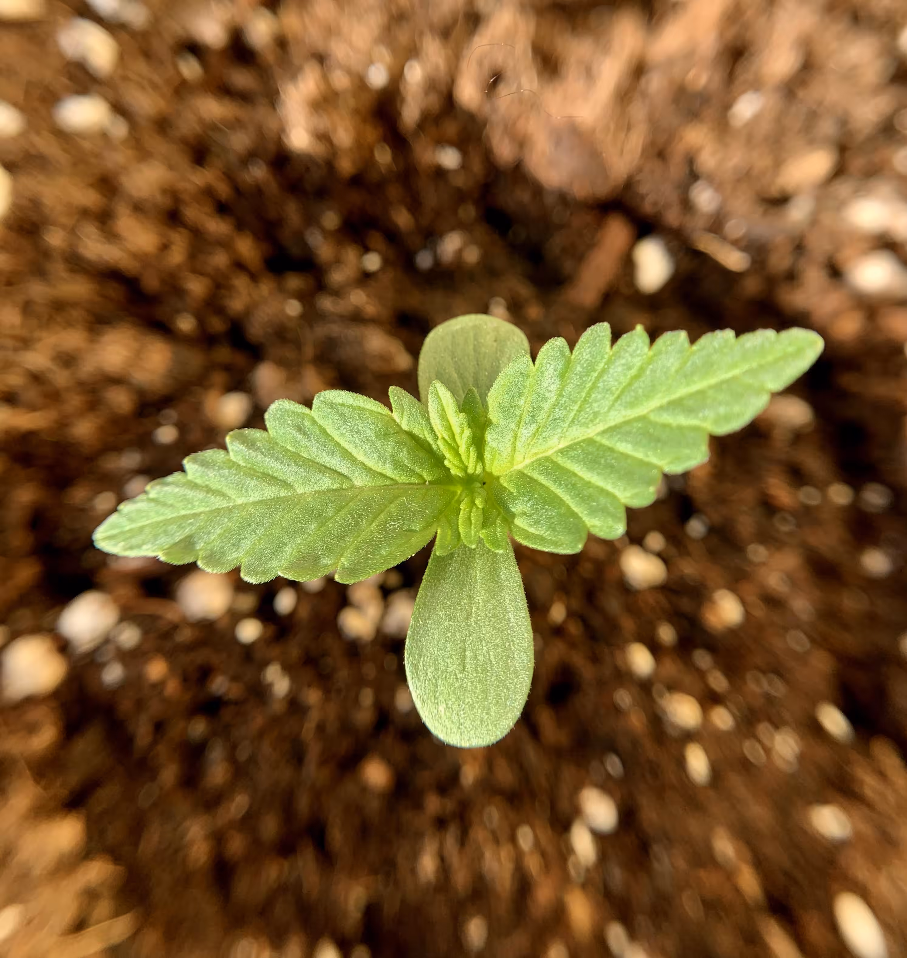 Proud Grower 2