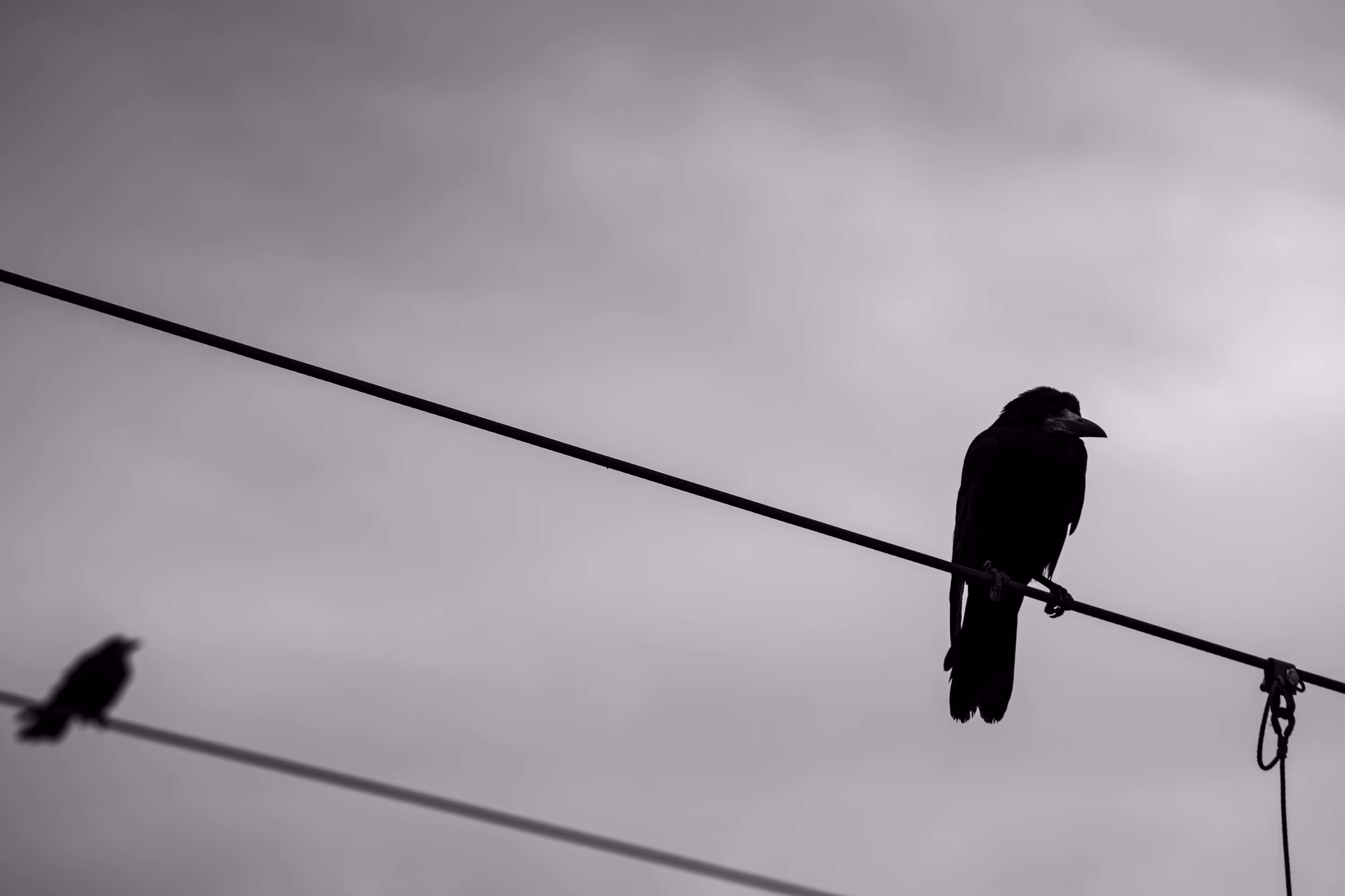 The Crowfather I