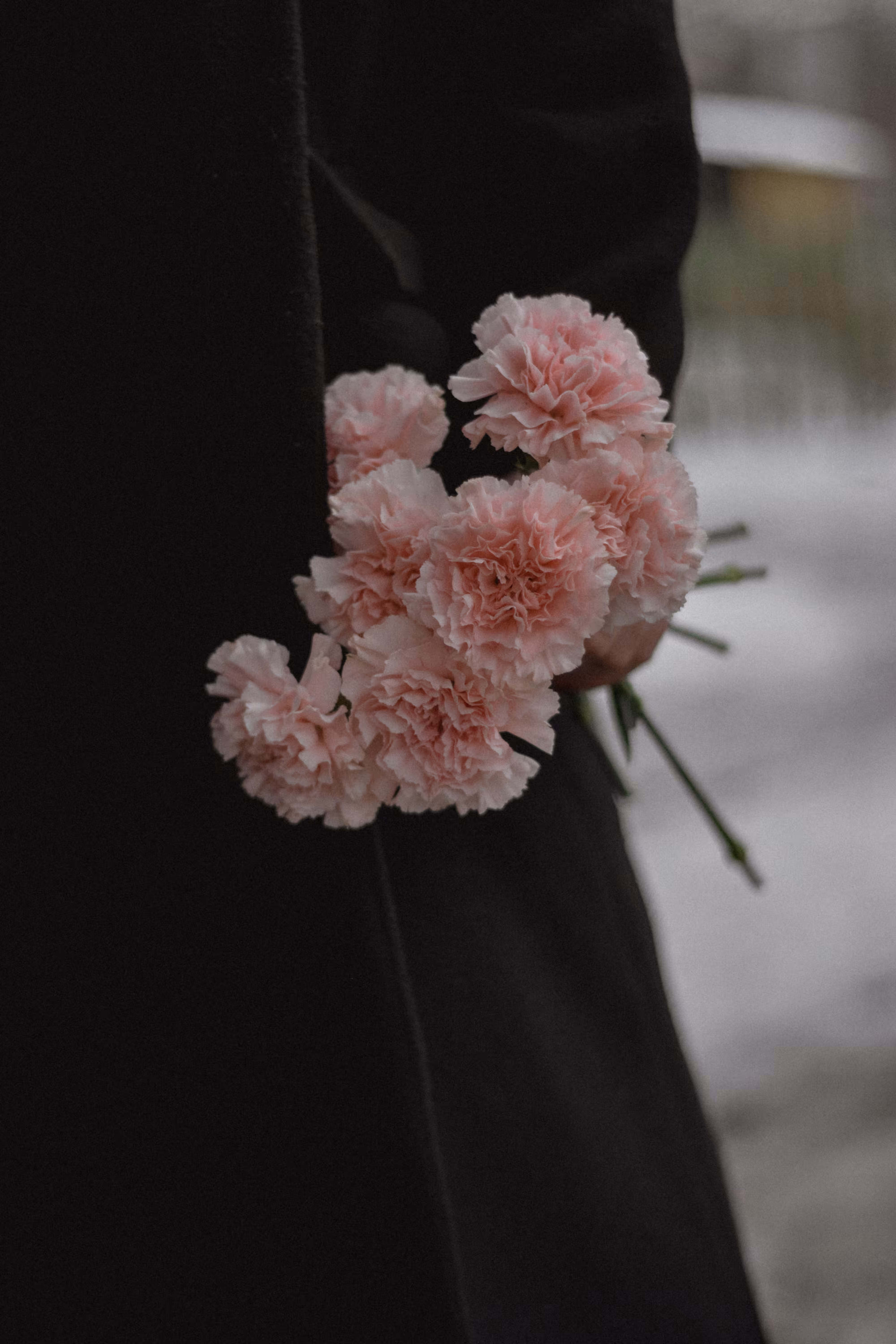 pink carnations