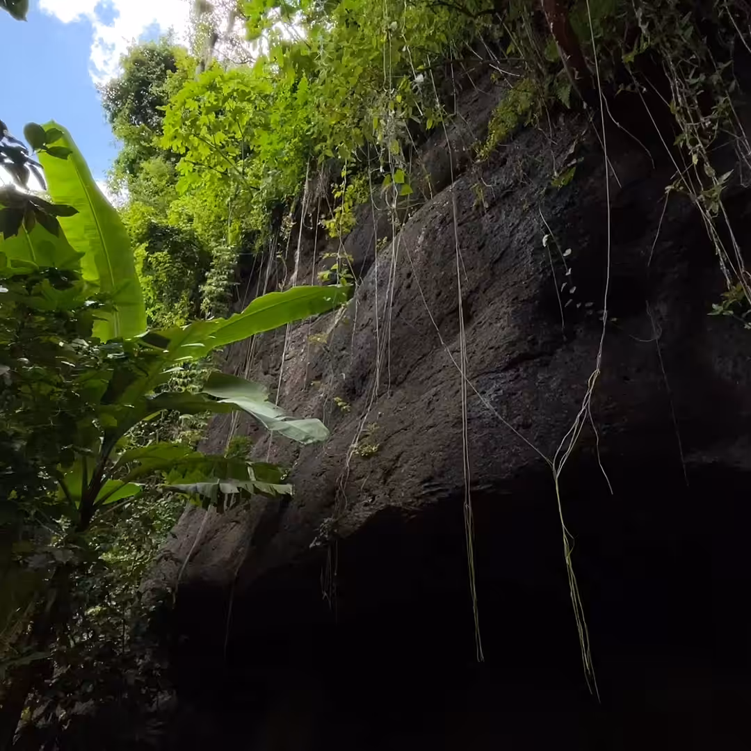 MOMENT #8 - Hanging garden.