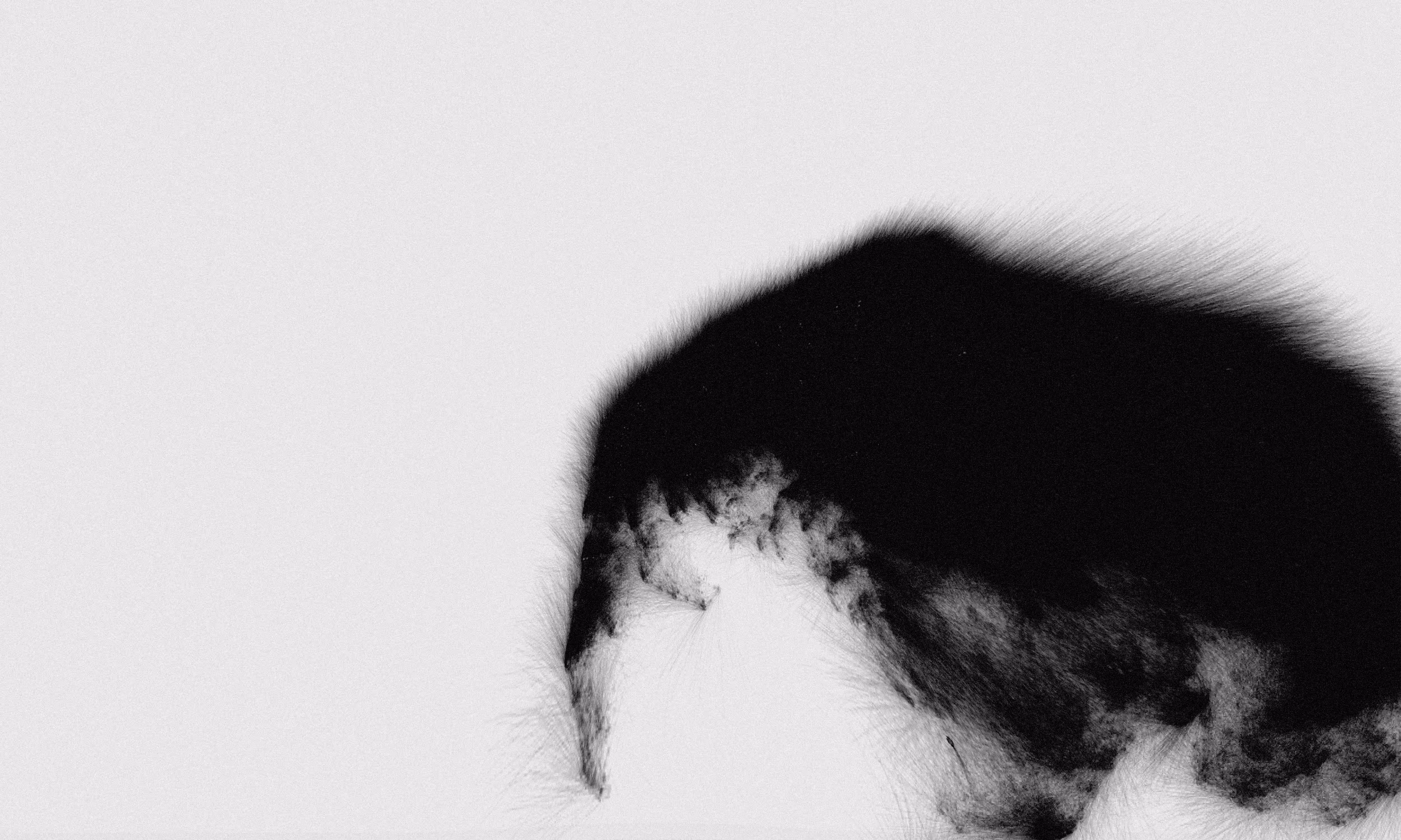 Anteater 