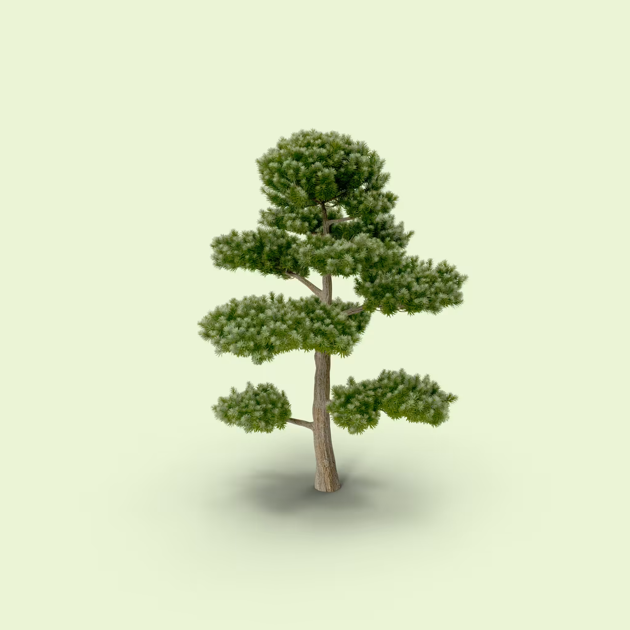  Evergreen Tree