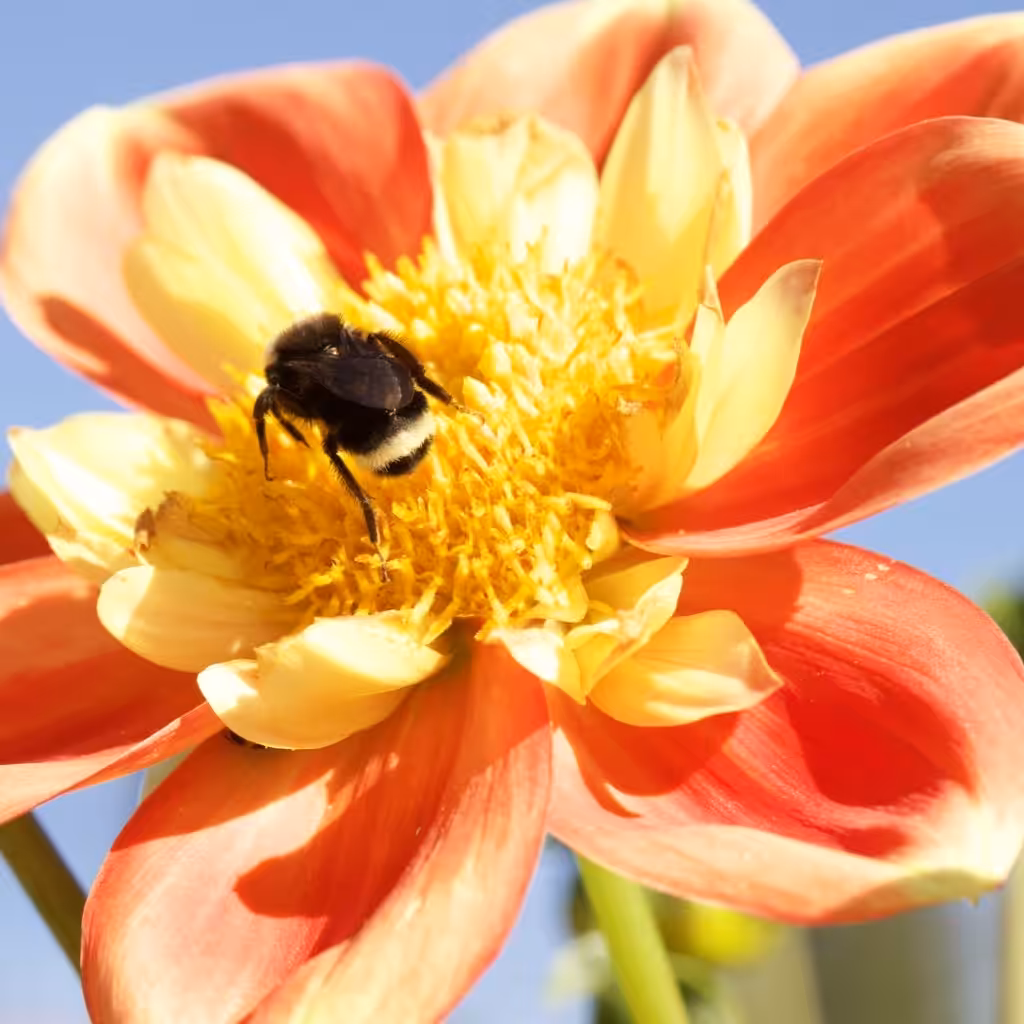 The Captain's Collection: Happy Bee