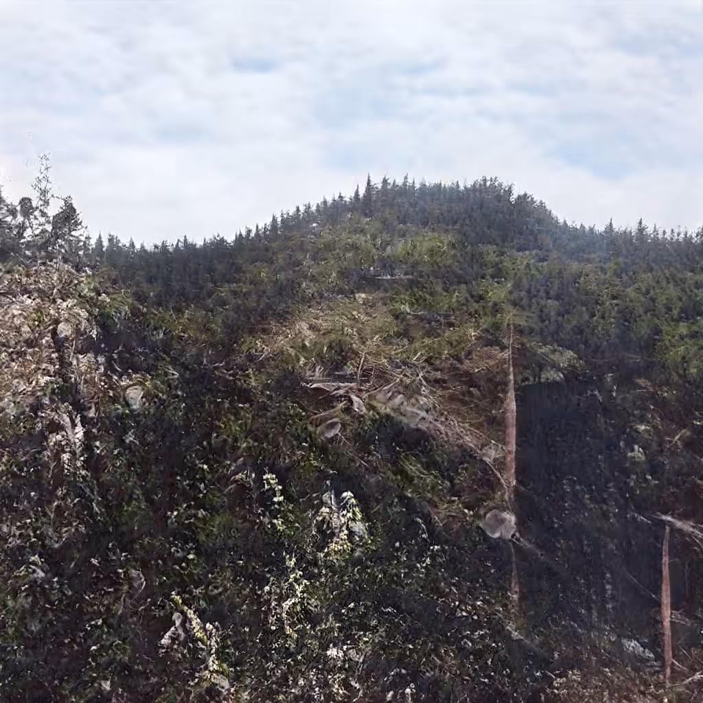 Fabricating Future Forests 0042