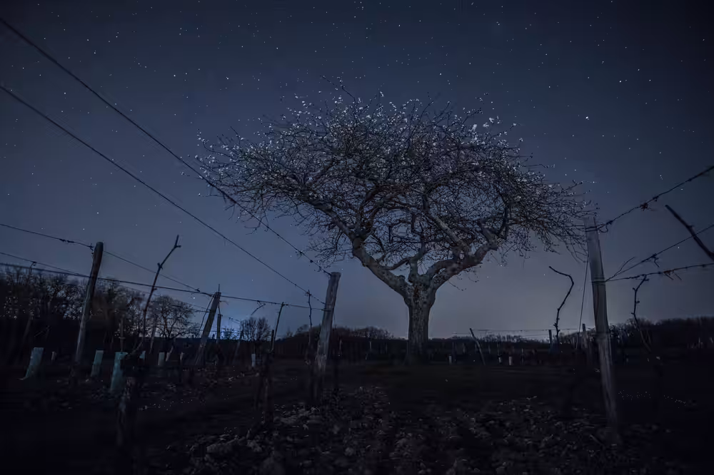 Les Vignes Cosmiques #2 (Cosmic Vines)