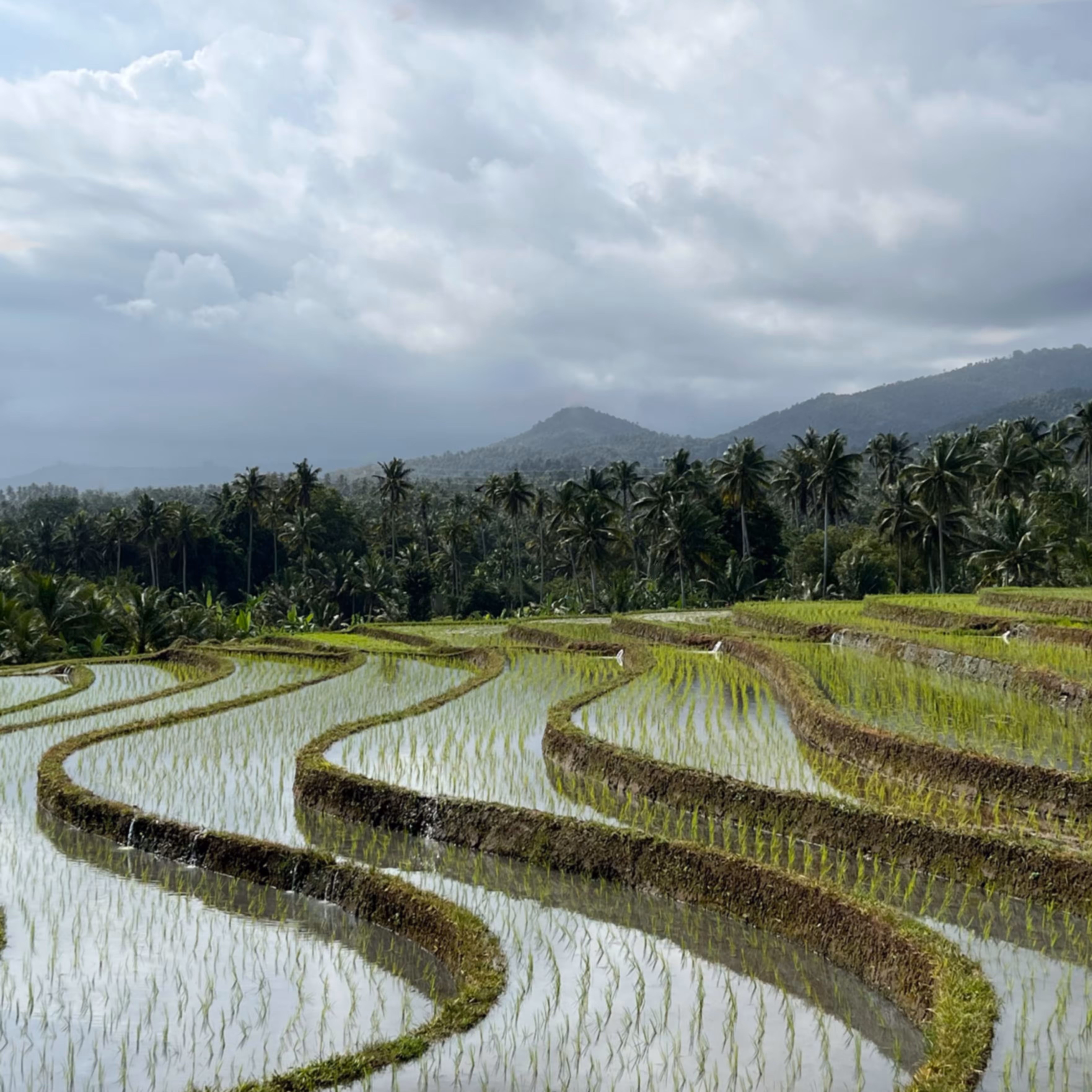 Rice Terraces 