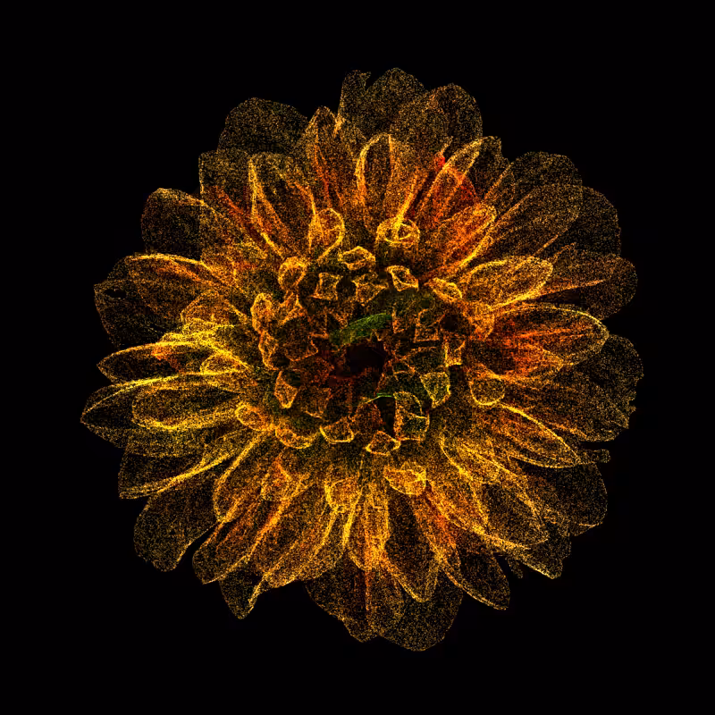 Dahlia Pinnata 30 #284