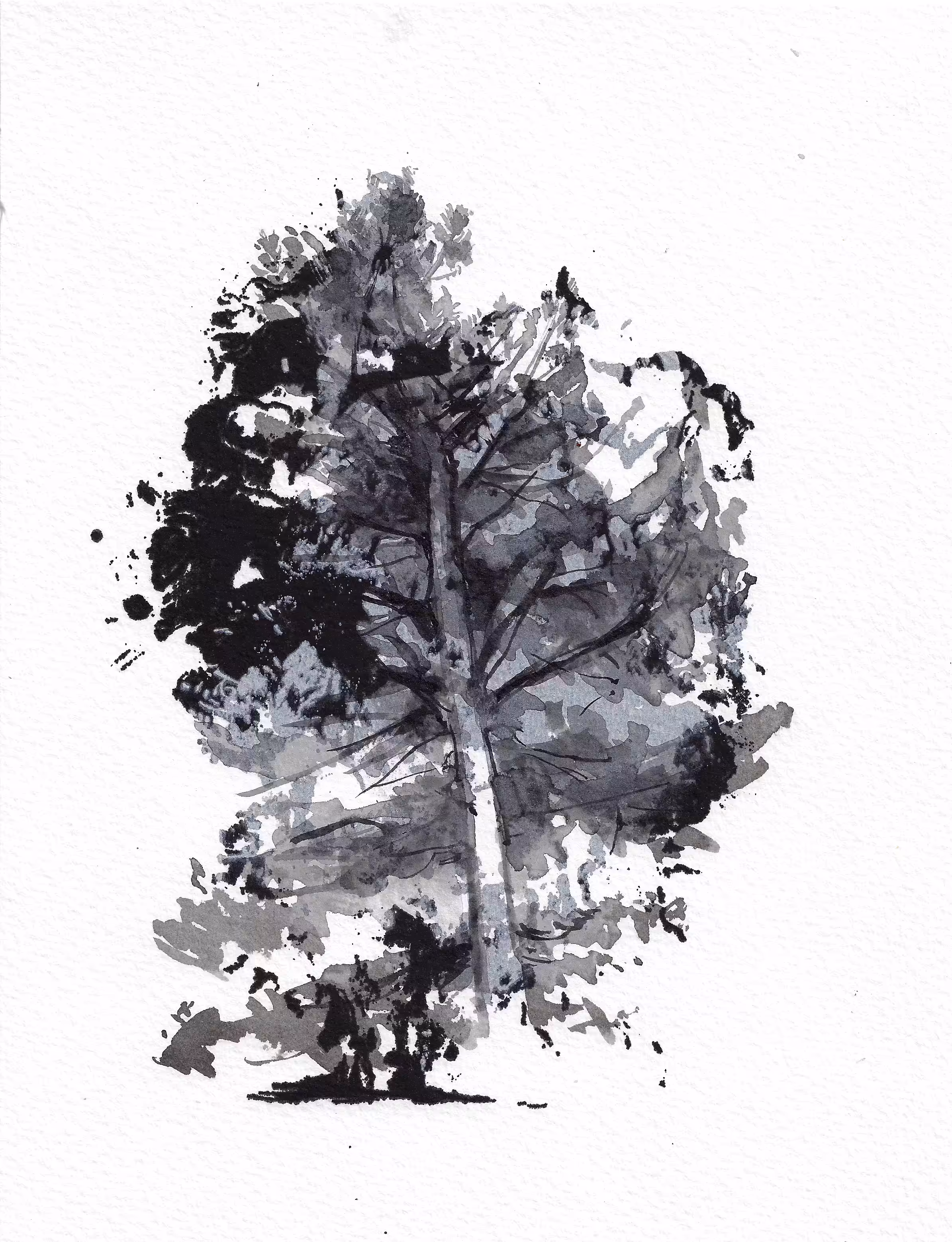 Scots Pine